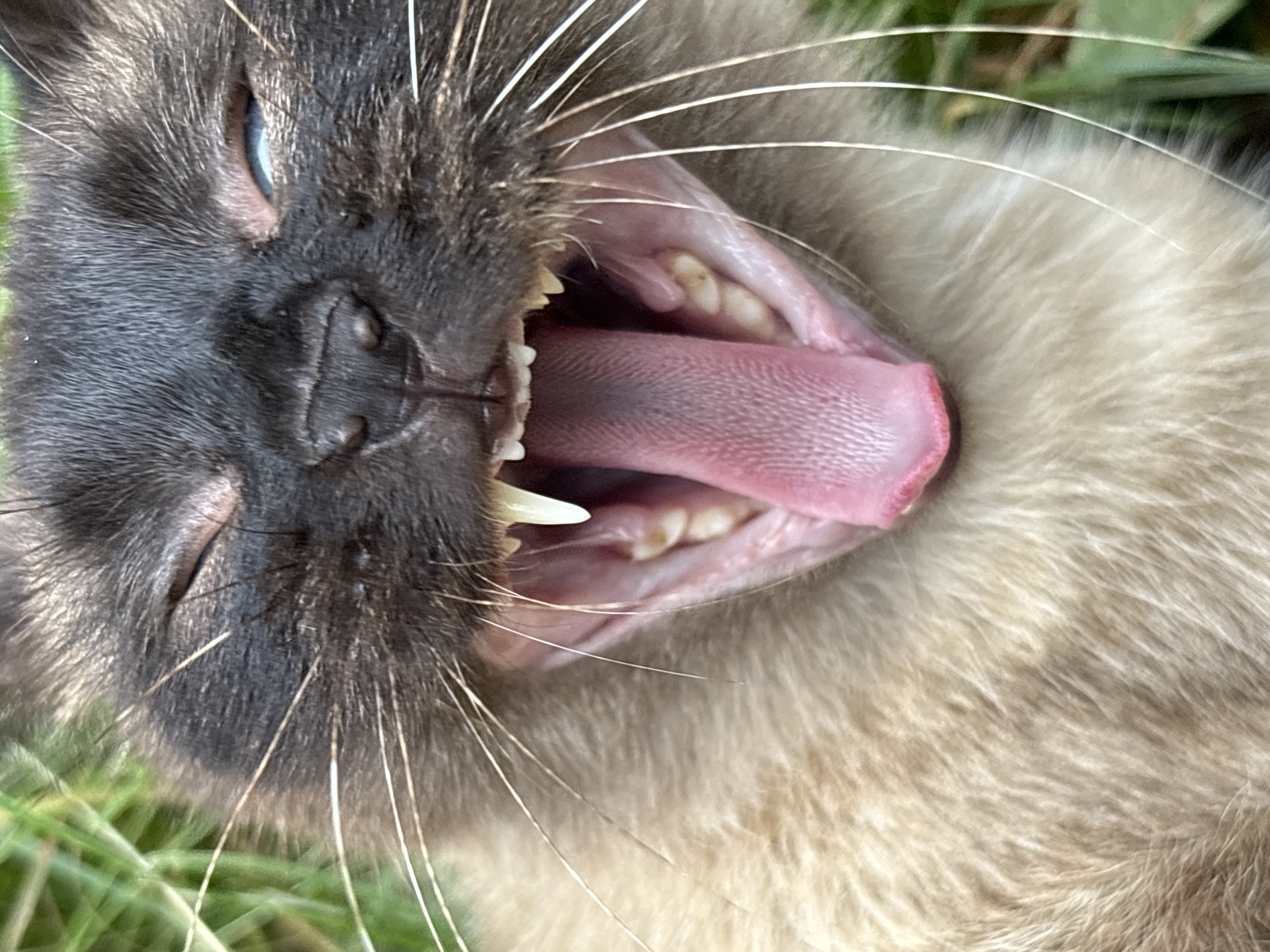 An extreme close-up shot captures a Siamese cat mid-yawn in Osa, Russia. The cat's mouth is wide open, revealing its pink tongue, sharp teeth, and gums. Its blue eye is partially closed, with its other eye obscured by its closed eyelid. The cat's fur is a mix of tan and dark brown. In the background, out-of-focus green grass suggests an outdoor setting.