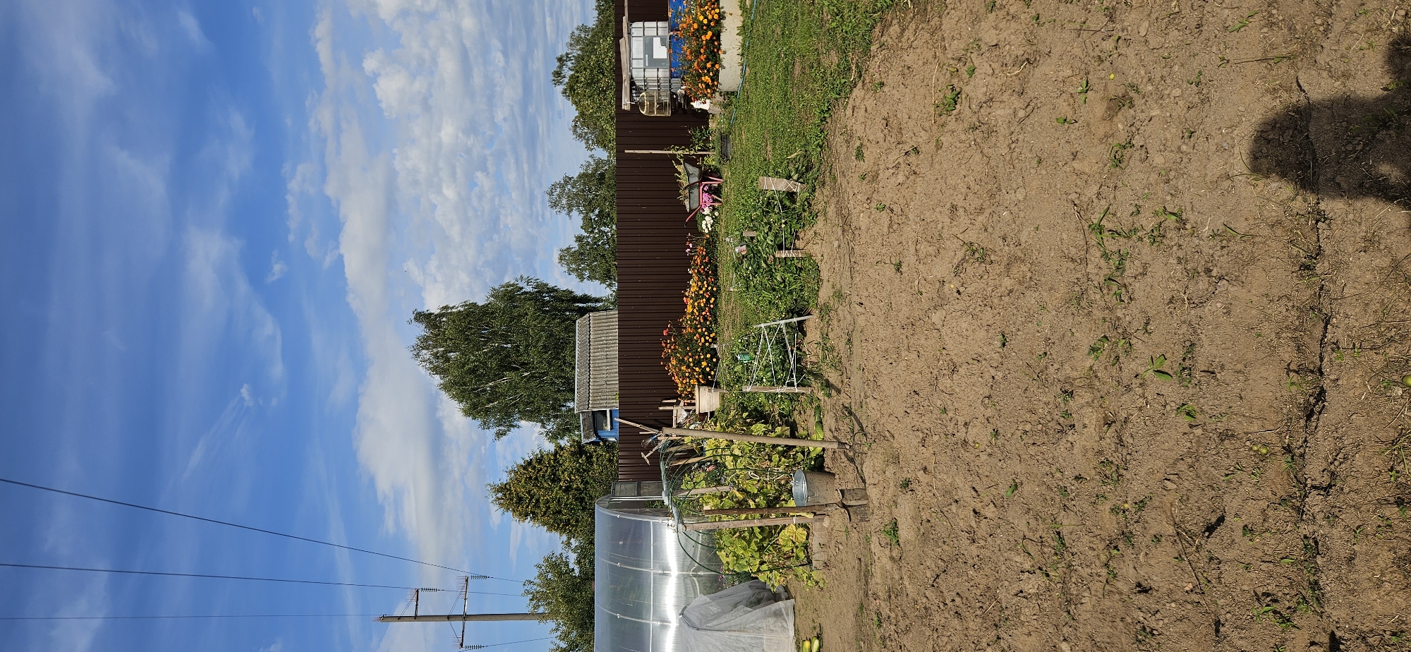 The image depicts a rural backyard scene, possibly in Мазалаўскі сельскі Савет, Belarus, under a partly cloudy blue sky. In the foreground, a freshly tilled patch of soil is visible, with sparse green sprouts emerging. Tools such as a shovel and a pitchfork stand in the dirt next to a bucket. To the left, a large greenhouse structure is prominent, with some plants growing inside and around it. Beyond the greenhouse, a dark brown wooden fence runs horizontally across the middle ground, separating the garden area from what appears to be a cluster of buildings and dense trees in the background. A line of electrical poles and wires stretches diagonally across the upper left portion of the image. The garden area features rows of blooming flowers in shades of orange and yellow, as well as other green vegetation. A pink wheelbarrow is positioned near the fence. The overall impression is one of a working garden and domestic outdoor space.