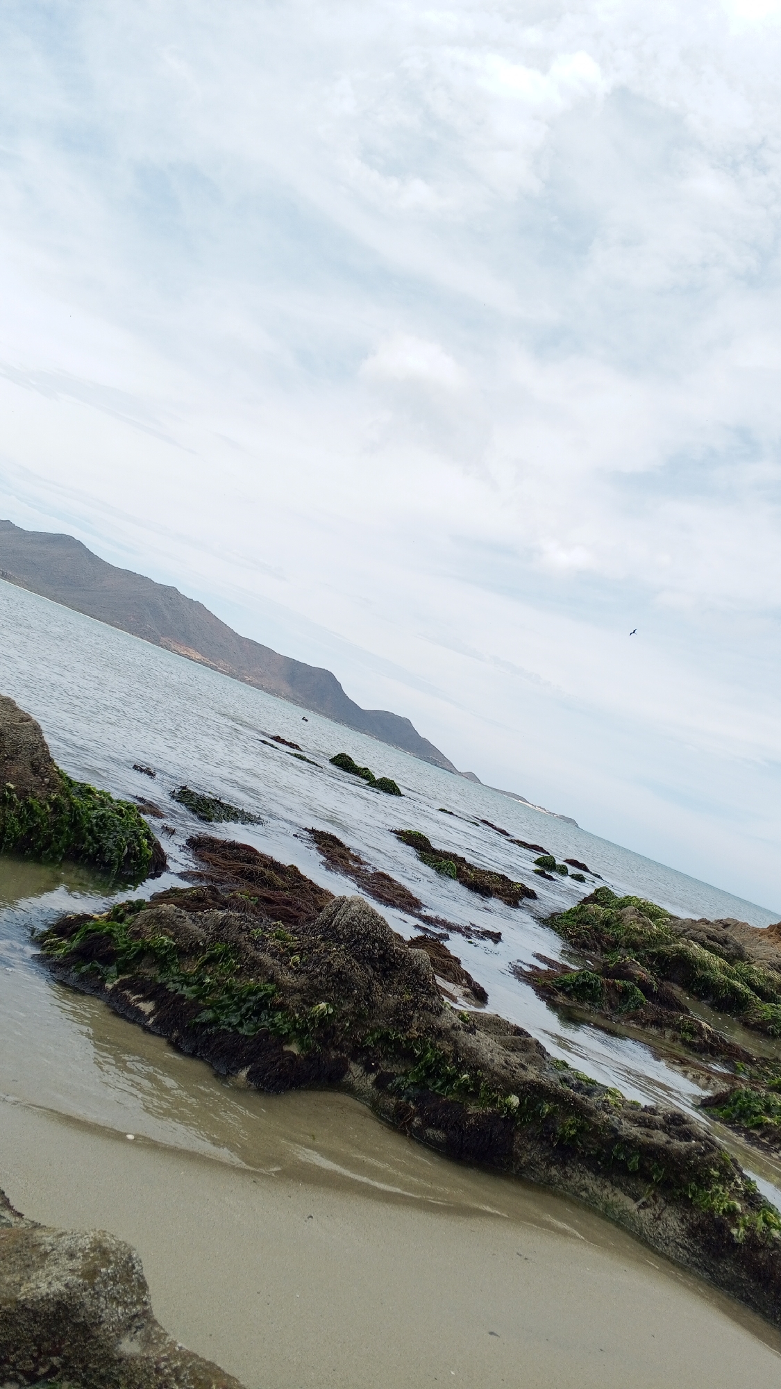 This photograph depicts a coastal scene in Juan Griego, Venezuela. The view is at an oblique angle, showing a shoreline with rocky outcrops covered in green algae and seaweed. The sand is a light tan color. Water flows around the rocks, reflecting the sky. In the background, mountains are visible. The sky is overcast with clouds. A single bird is visible in the sky.