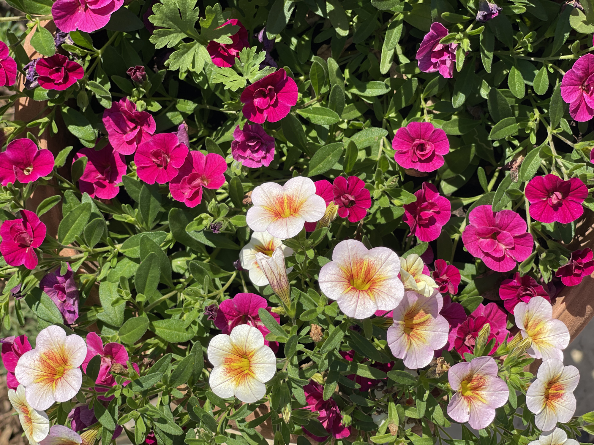 The image shows a close-up, overhead view of a potted plant overflowing with numerous bright pink and white flowers, accented with yellow and red centers. The flowers are trumpet-shaped with delicate, ruffled petals. Lush green foliage surrounds the blooms, creating a dense canopy. The scene appears to be outdoors, with dappled sunlight casting shadows. The location is specified as Tataraskaya Kargala, Russia. There are no people or animals visible in the frame. The overall impression is one of abundant natural beauty.