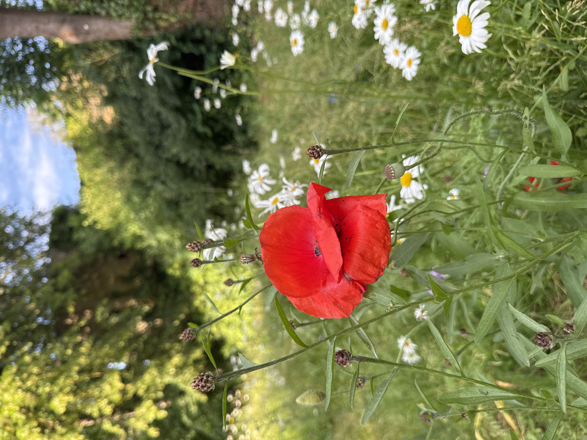 An extreme close-up shot showcases a vibrant red poppy in the foreground, its petals delicately unfurled. The poppy's center is dark, hinting at the presence of pollen. Surrounding the poppy, a field of daisies with white petals and yellow centers creates a soft bokeh effect. The background is a blur of lush green foliage and a hint of blue sky, suggesting an outdoor setting. The image has a shallow depth of field, with the focus primarily on the poppy, drawing the viewer's attention to its striking color and form. The overall impression is one of natural beauty and tranquility.