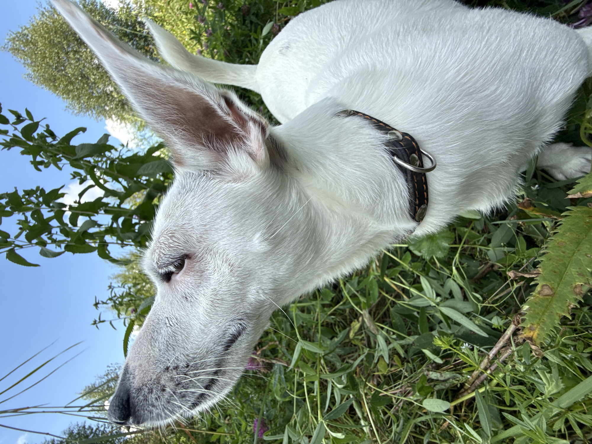 A white dog with large ears is sniffing the air in a patch of green foliage under a bright blue sky. The dog's head is tilted upwards and to the left, with its snout pointing towards the sky. Its eyes are closed, and its ears are perked up. A black collar with a silver ring is visible around the dog's neck. The background consists of various green plants and trees, with some purple flowers scattered throughout the foliage. The image appears to be taken outdoors in a natural setting. The specific location of Липовая I, Russia, is not discernible from the image itself.