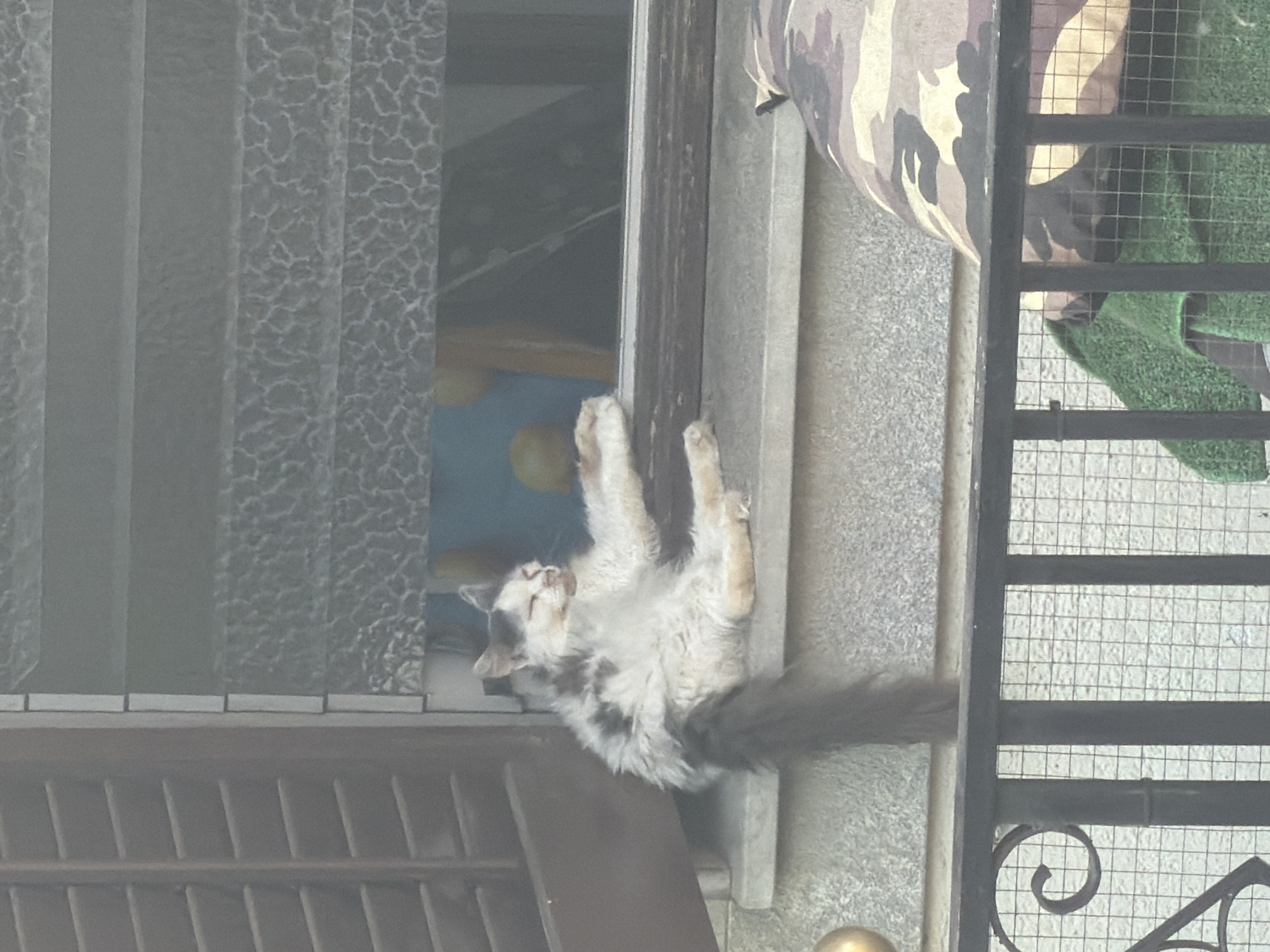 A medium shot captures a fluffy, multi-colored cat lounging on a stone ledge outside a window with horizontal blinds. The cat, with closed eyes, is in a relaxed pose, its front legs extended. A fluffy, dark-colored tail hangs down. The background shows the interior of a room, with a blue wall and yellow objects visible through the partially open window. The ledge is made of grey stone, and the window frame is dark brown. In the foreground, a black metal railing with an ornate scroll design is visible, behind which is a camouflage-patterned fabric and a green towel. The overall scene suggests a domestic outdoor setting in a city.