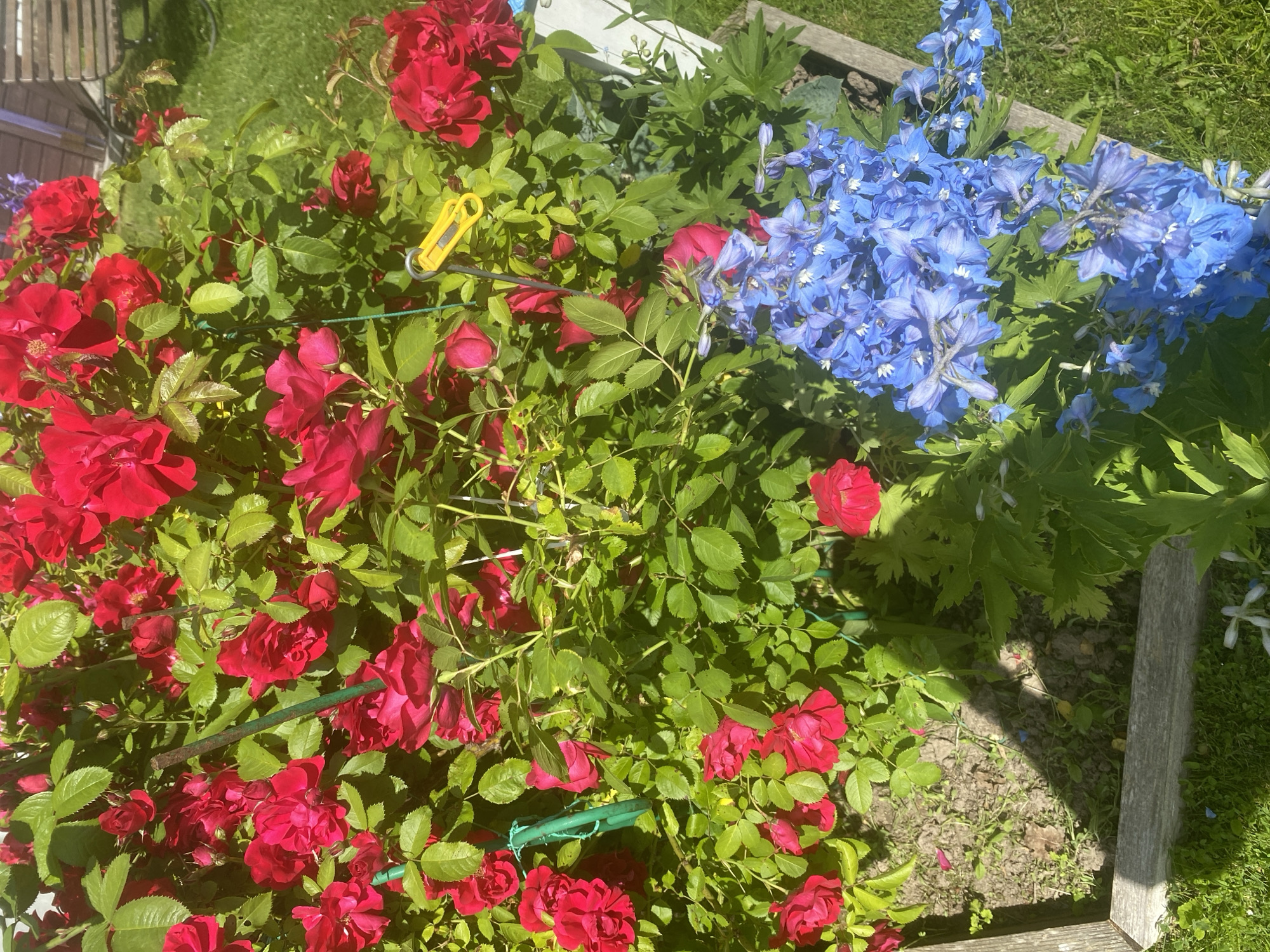 This image shows a close-up view of a garden bed filled with red roses and blue delphiniums. The plants are lush and in full bloom, with vibrant green leaves. The roses are a deep, rich red, and many are fully open, showcasing their layered petals. The delphiniums are a bright, sky blue, with tall, spiky flower stalks.
The garden bed appears to be raised, with wooden planks forming the border. The ground within the bed is a mix of soil and scattered green grass. To the left of the frame, a portion of a wooden bench or chair is visible, suggesting a seating area in the garden. The background consists of more green grass and the dappled sunlight indicates it is a sunny day. The scene is natural and peaceful, evoking a sense of summer beauty. The flowers are the primary subjects, arranged in a way that highlights their contrasting colors and forms. There is a yellow clip attached to a stem of the red roses, which is likely used for support or training the plant. The overall impression is one of a well-maintained and vibrant garden.