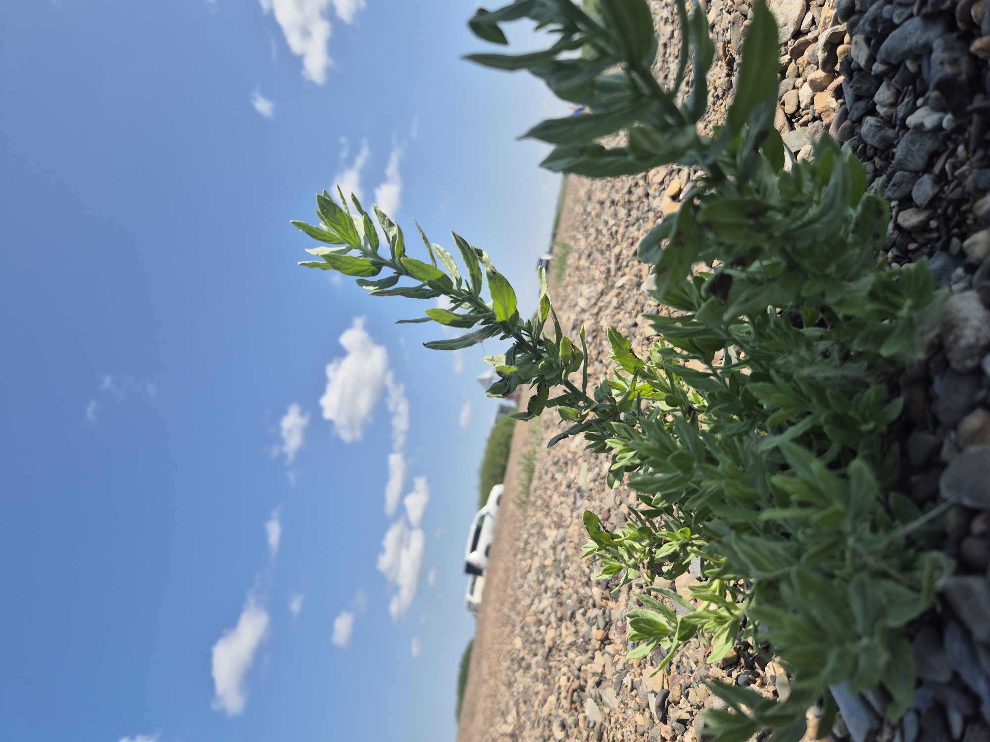 The image depicts a low-angle view of green vegetation growing amongst pebbles and gravel. The background features a clear blue sky with scattered white clouds. Several white vehicles are visible in the distance, parked on a dirt or gravel surface. The environment appears to be a rural or undeveloped area, possibly on the outskirts of a settlement. The specific location of Новоишим ауылдық округі, Kazakhstan, is implied by the context but not visually confirmed within the frame. There are no people visible in the image.