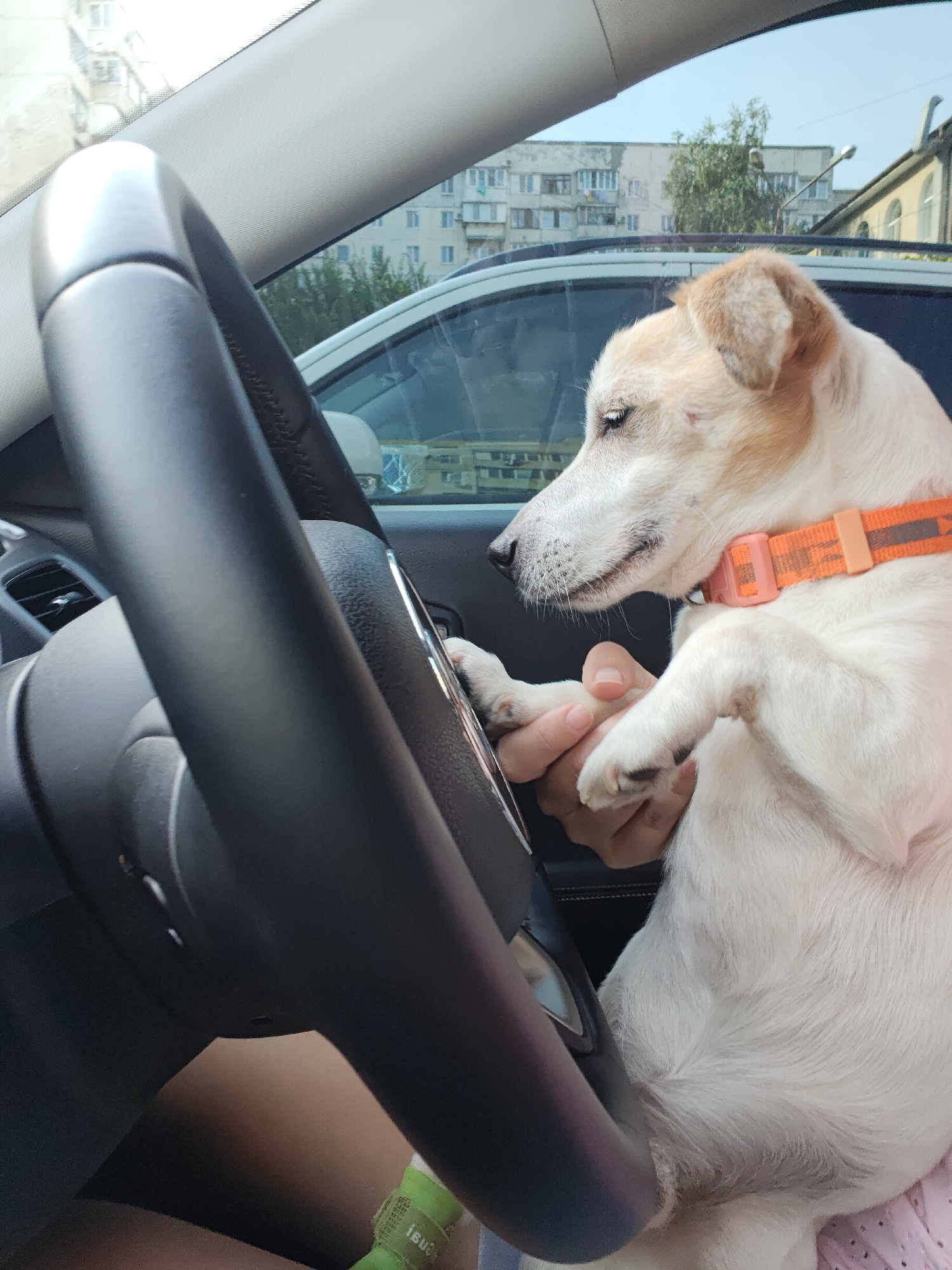 A dog, a Jack Russell Terrier, sits in the driver's seat of a car, placing its paw on the steering wheel. The dog is white with tan markings on its ears and face. It wears an orange collar. A person's hand is also on the steering wheel, near the dog's paw. The car's interior is visible, including the steering wheel and part of the dashboard. Outside the car, buildings and trees are visible through the windows. The scene appears to be set during the daytime. The image is taken from inside the car, looking towards the dog and the steering wheel. The overall impression is that of a playful moment between a pet and its owner, or a humorous staged photograph. No visible text is present in the image.