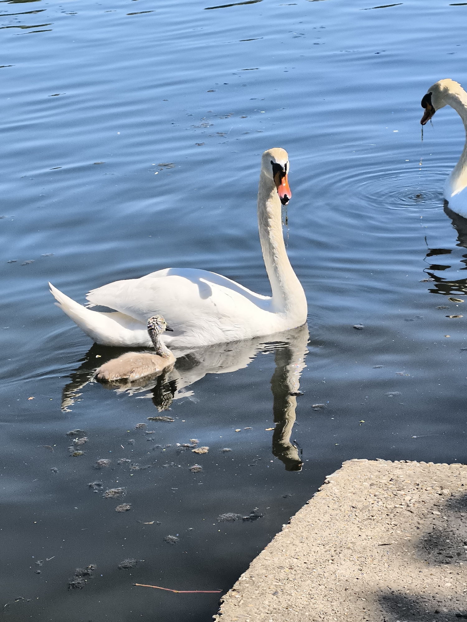 The image depicts a swan and its cygnet swimming in a body of water, likely a lake or pond, in Chézenas, France. A second swan is partially visible in the background. The water contains some debris, and a concrete bank is in the lower right corner. The scene is bathed in sunlight.