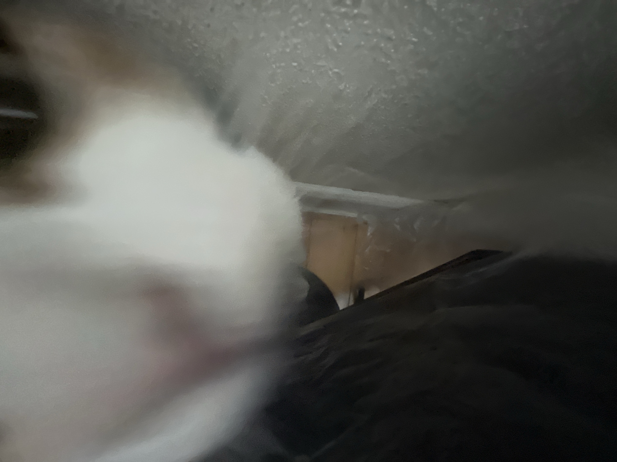 The image shows a close-up, blurry view of a white and tan cat's face. The cat's nose is a soft pink. The background is a dark, textured surface, possibly fabric or fur, on the left, and a blurry, light-colored, textured surface on the right. There is a hint of a wooden surface in the far background, to the right. The overall lighting is dim. The cat is positioned in the foreground, appearing to be very close to the camera. The image is taken from a low angle, suggesting the camera is at or below the cat's eye level. There is no information available to indicate the location of this image in the city of Armavir, Russia.