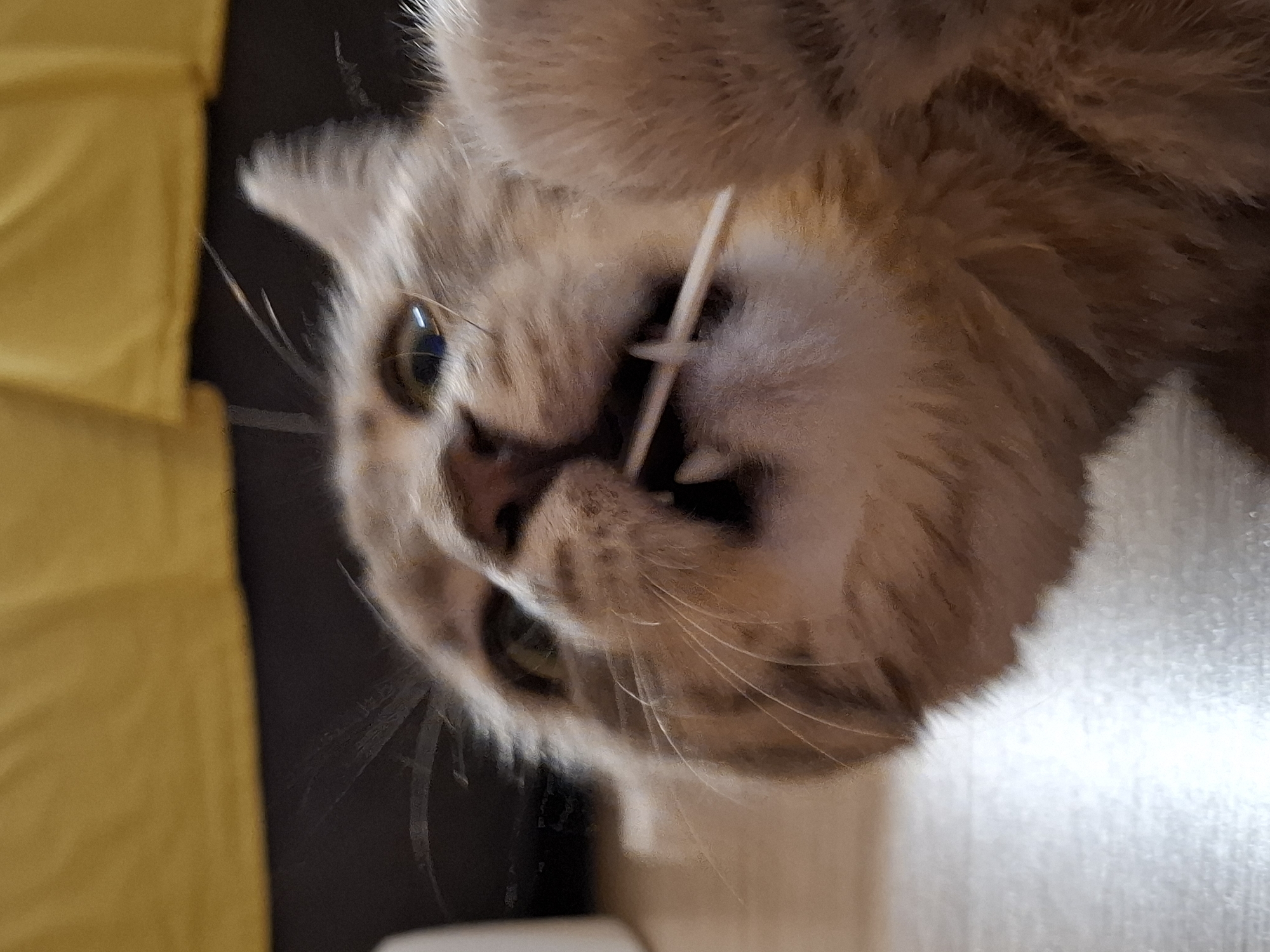 A close-up shot captures a light brown cat with its mouth open, holding a thin wooden stick between its teeth. The cat's eyes are slightly blurred, and one paw is visible in the foreground. The background is out of focus, with a hint of a yellow surface and dark furniture. The cat is lying on a light-colored, smooth floor. The location is not discernible from the image itself.