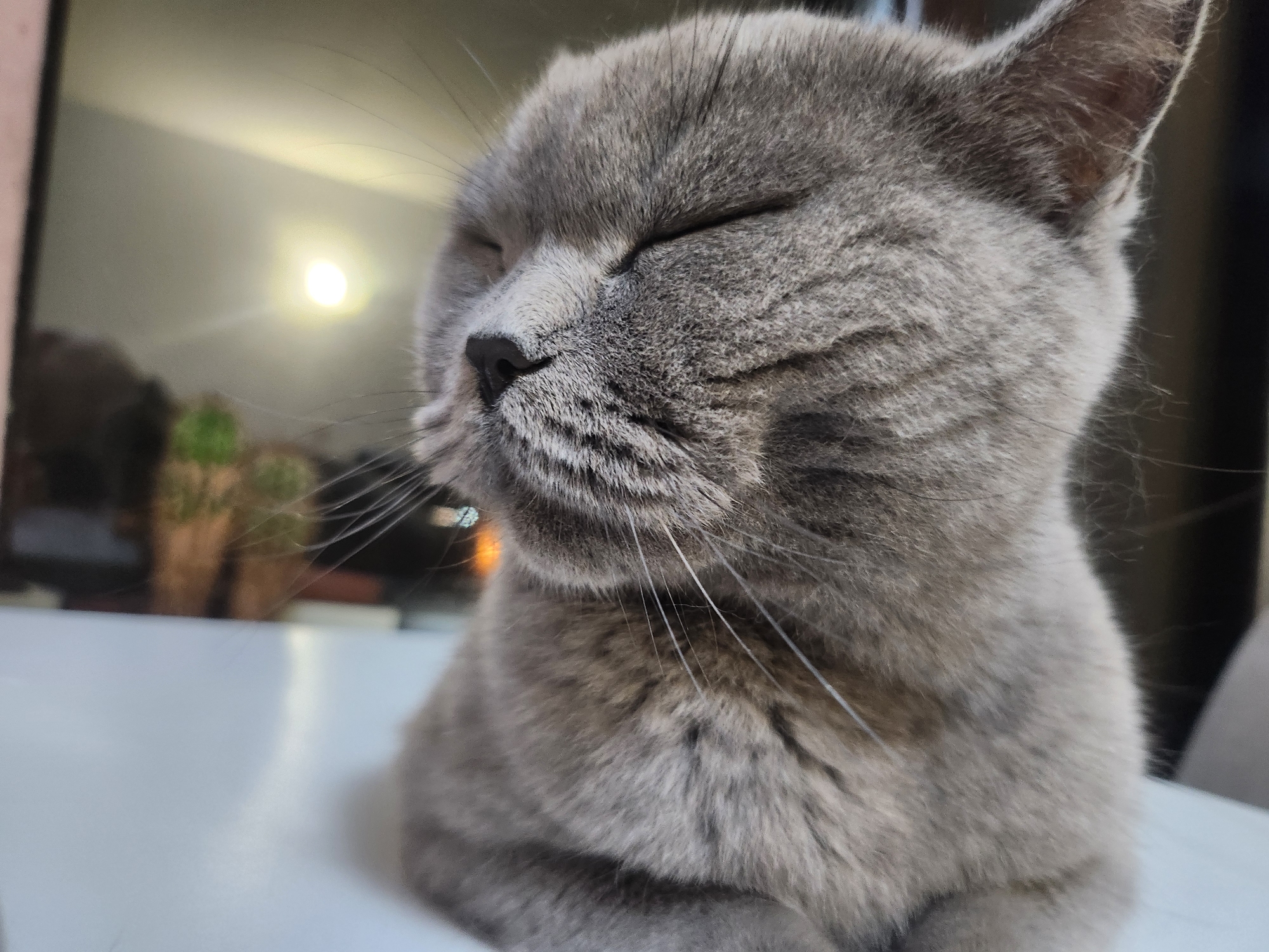 A close-up, profile shot shows a grey British Shorthair cat with its eyes closed, seemingly relaxed or sleeping. The cat has distinctive grey fur with darker tabby markings around its face and ears. Its whiskers are prominent and spread out. The background is softly blurred, showing a bright light source that appears to be reflecting off a surface. To the left of the light source, a faint outline of potted plants is visible. The cat is positioned on a smooth, white surface, which could be a table. The image appears to be taken indoors, with the lighting suggesting it might be daytime with sunlight or artificial light. There is no information about the location in Tsarevo, Bulgaria, in the provided image.
