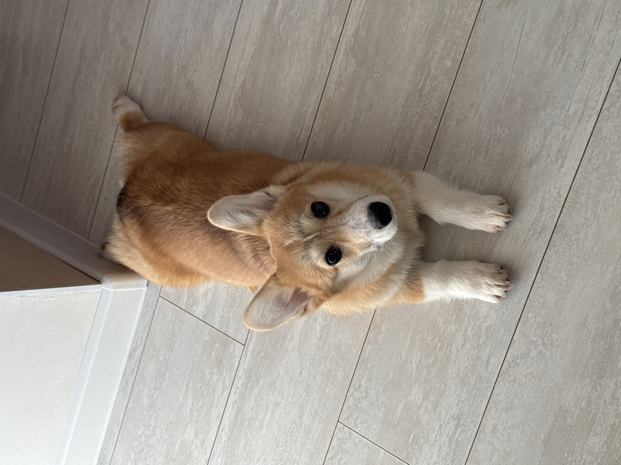 A tan and white corgi lies on a light-colored tile floor with its front paws outstretched. The location is unidentified and there is no confirmation it is in the city of Chaikovsky, Russia. The corgi looks upward towards the camera. A white baseboard is visible along the lower left edge of the image.