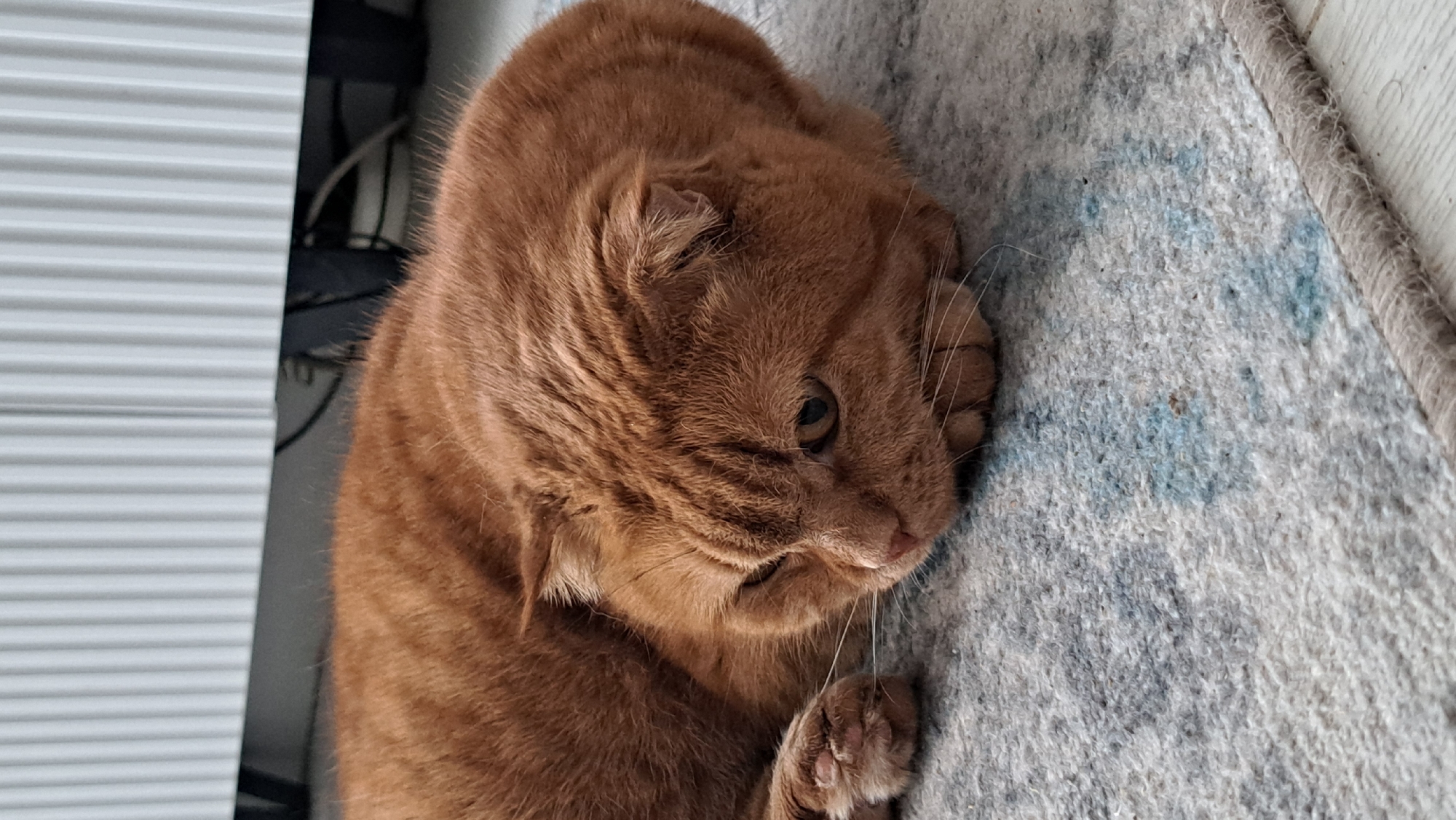 A ginger Scottish Fold cat is lying on a rug in front of a radiator. The cat is curled up with its head resting on its paws and its eyes are partially closed. The rug is light-colored with a pattern of blue and gray splotches. The radiator is white and has vertical slats. The background is out of focus, but appears to be an indoor setting. There is no indication of the location being in Oryol, Russia.