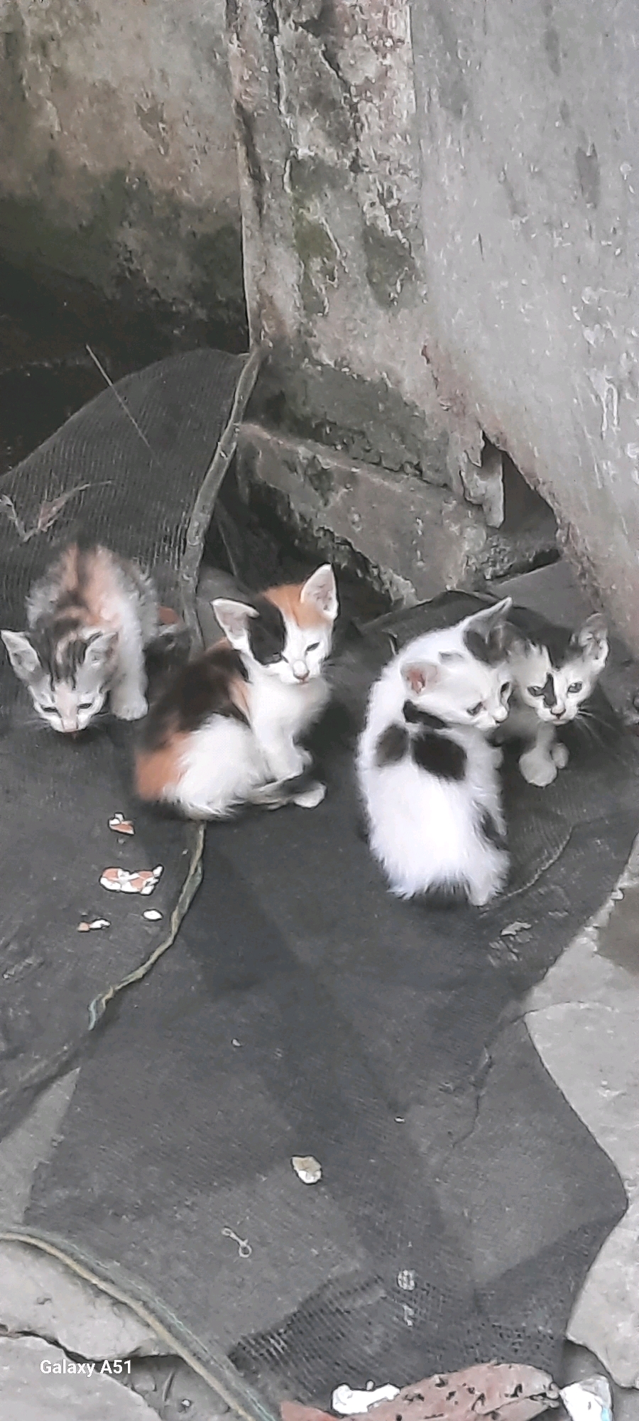 In a grim urban environment in Jatitengah, Indonesia, a group of five young kittens huddles together on a dark, uneven surface. The kittens, appearing to be between one and two months old, are of various colors. Two are calico, with patches of white, black, and orange. One is predominantly white with black markings on its head and back. Another is a tabby, with gray and black stripes. The fifth kitten is partially obscured, but appears to be white with black markings as well. They are clustered near a rough, concrete structure, possibly a damaged wall or foundation. Scattered on the ground are small, irregular pieces of food, possibly kibble, suggesting an attempt at feeding. The overall scene is one of neglect and hardship, with the kittens exposed to the elements in a desolate setting.