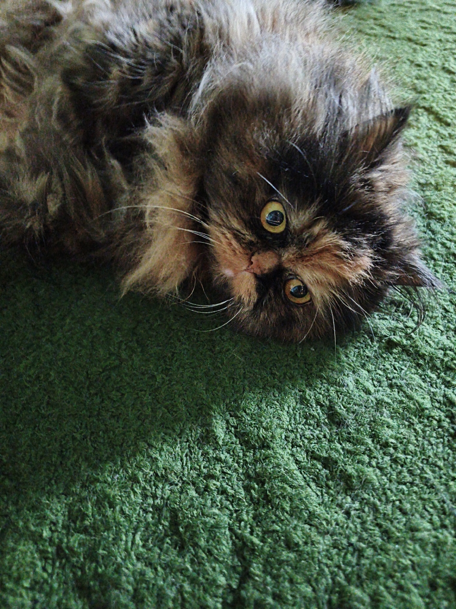A long-haired tortoiseshell cat is lying on its back on a green shag carpet. The cat's eyes are open and focused on the camera. The cat's fur is a mix of black, brown, and orange. The carpet is a bright green color and appears to be a thick pile. The lighting in the image is natural, and there are no shadows present. The image is a close-up of the cat's face and upper body.