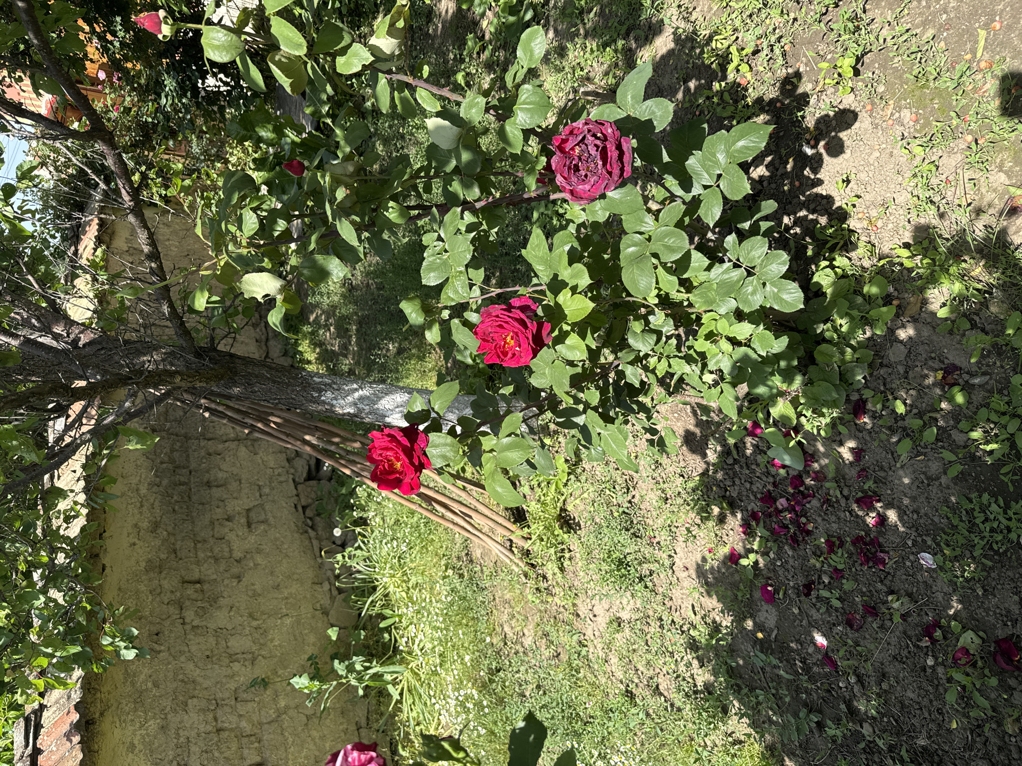 The image depicts a garden scene in Butan, Bulgaria. A rose bush with deep red and burgundy blossoms is prominently featured. The bush has green leaves and thorny stems. Below the rose bush, fallen petals of the same color are scattered on the ground amidst sparse grass and exposed soil. A low, aged stone wall is visible on the left side of the image, partially obscured by branches and leaves. Wooden poles are positioned near the wall, possibly serving as a support structure for the plants. The ground cover consists of a mixture of grass, weeds, and bare earth. Sunlight filters through the foliage, creating shadows on the ground. The overall impression is that of a natural, possibly untended garden space.