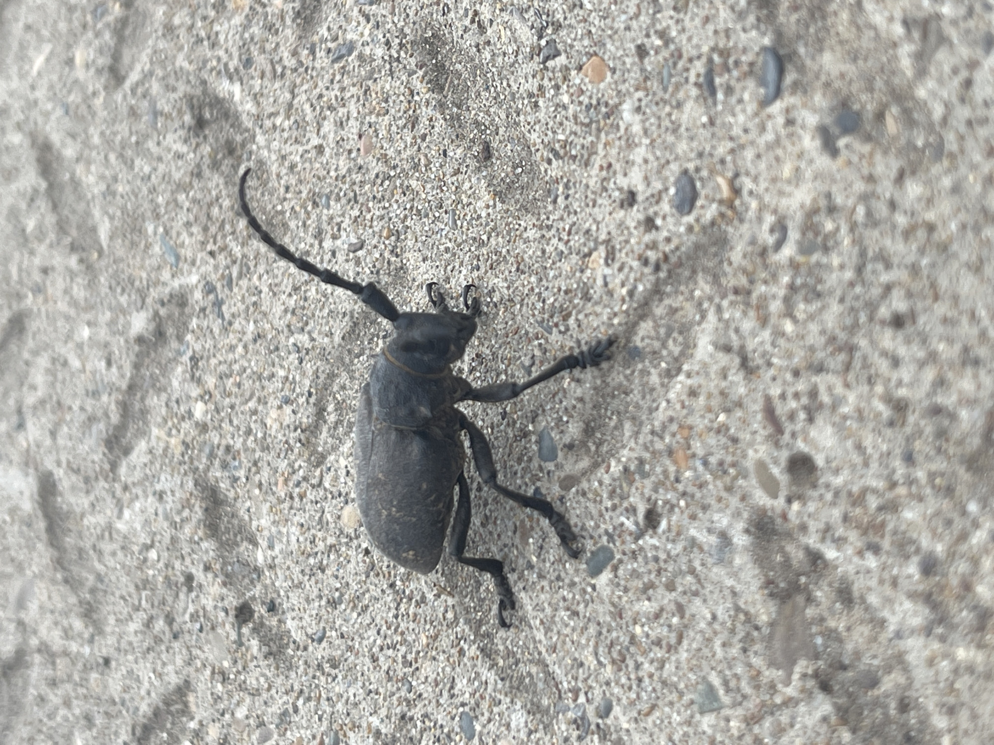 A single, dark-colored beetle with long antennae is positioned on a textured, light-colored surface that appears to be sand or gravel. The beetle is shown from a side view, with its body elongated and its legs splayed out. The surface is composed of small pebbles and grains, with some shadowed areas suggesting unevenness or other objects nearby that are out of frame. The lighting indicates it is daytime.