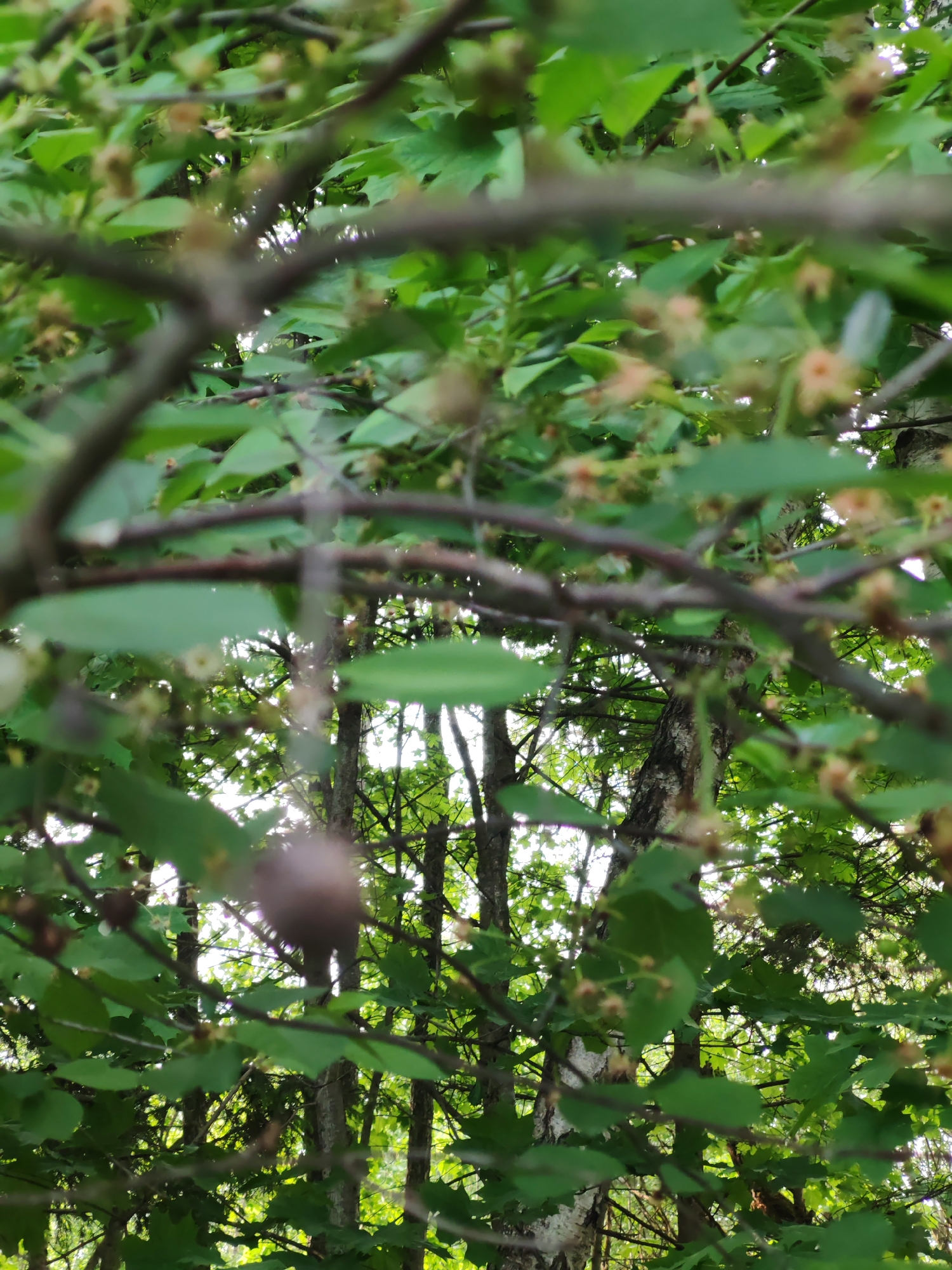 The image shows a forest scene, viewed from a low angle looking up through tree branches and leaves. The foliage is dense and green, with a mix of out-of-focus foreground elements and sharper details further back. There are tree trunks visible in the background, some with birch-like white bark. The overall lighting is bright, with dappled light filtering through the canopy. The location is unknown.