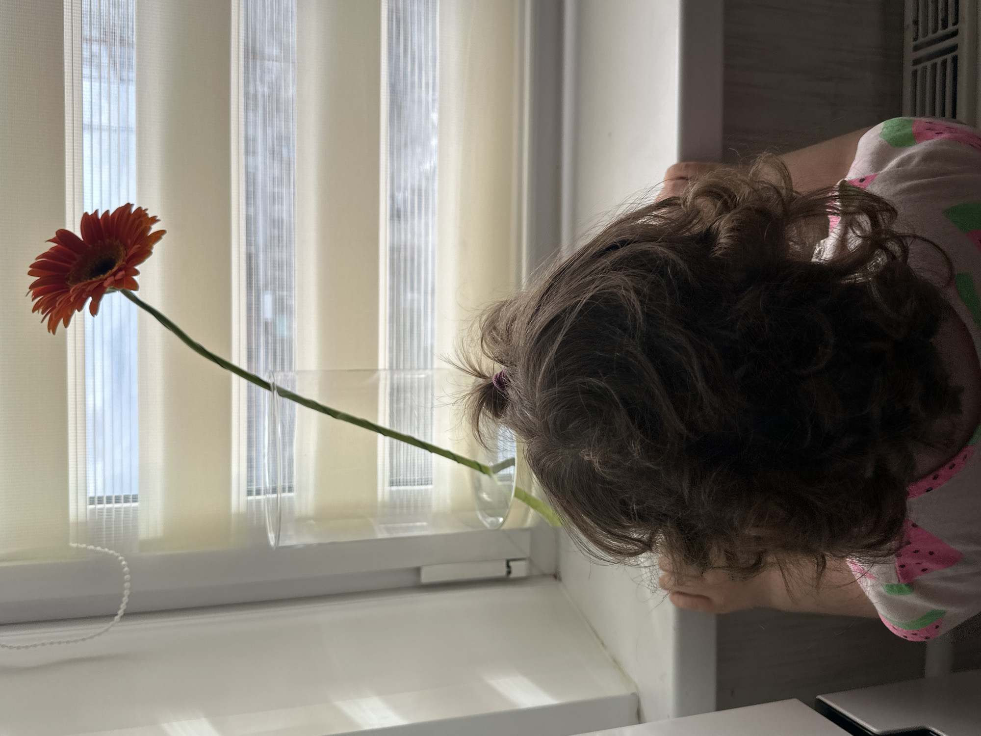 A young child with brown curly hair, wearing a white shirt with pink and green watermelon motifs, is peering closely at an orange gerbera daisy in a clear vase. The vase is positioned on a white windowsill in front of a window with light-colored vertical blinds. The location may be Chaikovsky, Russia. The child is likely looking at or interacting with the flower. The windowsill is clean and uncluttered, except for the vase and a white beaded pull cord for the blinds. The environment appears to be indoors, possibly a home or apartment.