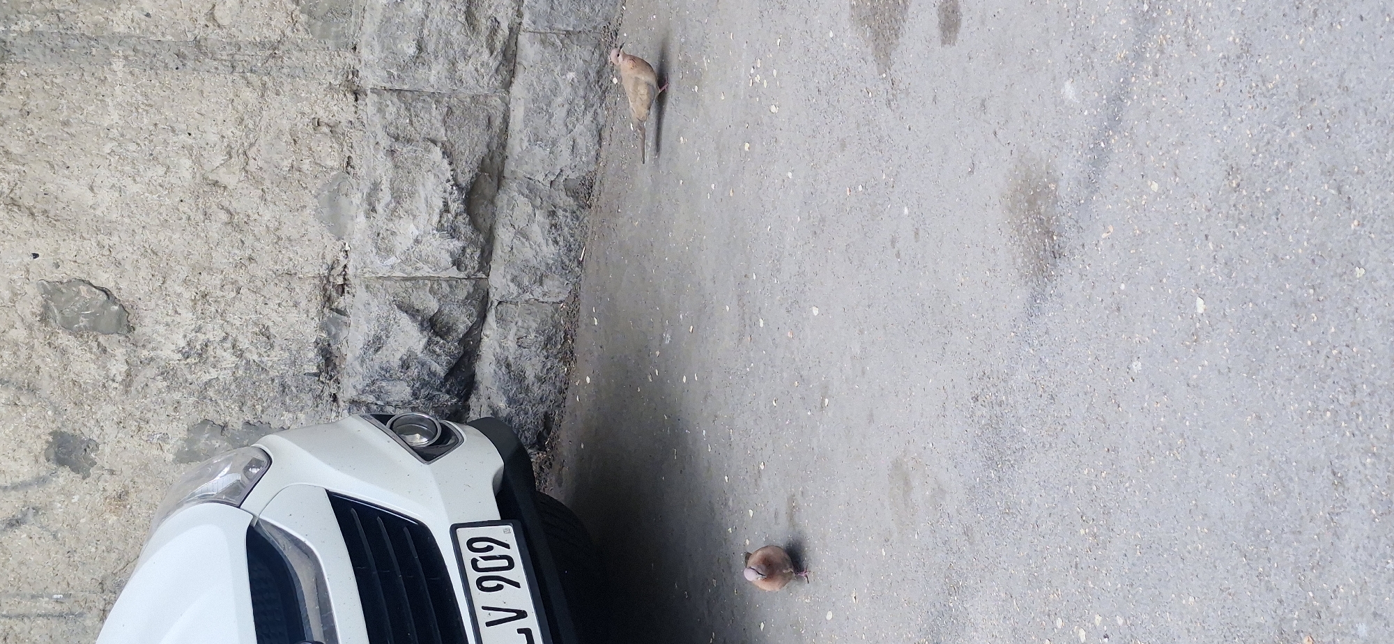 The image shows a street scene in an urban area of Unknown, Unknown. The frame is rotated counter-clockwise. There is a gray stone wall to the left of the image. Next to the stone wall is a gray asphalt surface. Two Eurasian collared doves are on the asphalt near the stone wall and a white car. The car has a license plate visible with the characters "LV 909".