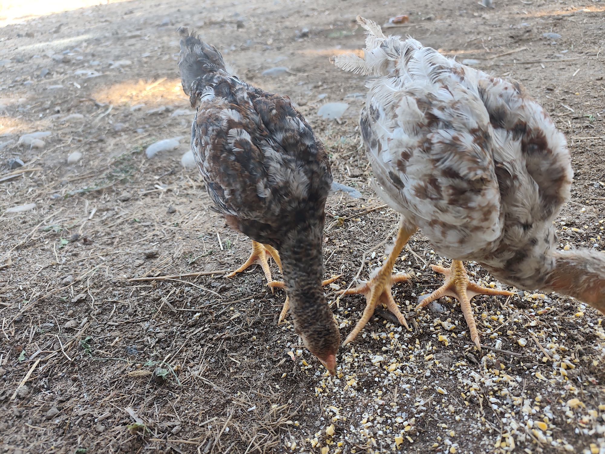 Two young chickens are shown foraging on the ground. The chicken on the left has a predominantly brown and gray mottled feather pattern. The chicken on the right has lighter colored feathers with brown speckles. Both chickens are pecking at scattered grains on the dry, earthy ground. The background is out of focus and appears to be a dirt or gravel area, possibly in a rural setting or yard. The lighting suggests it is daytime. The location is identified as Arimjan, Kyrgyzstan.