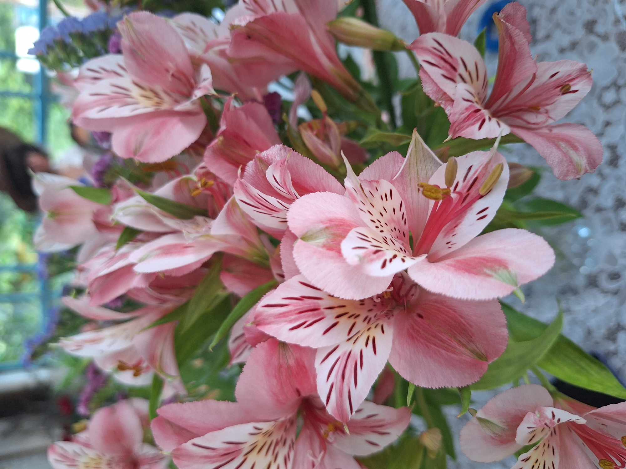 A close-up, eye-level shot features a bouquet of alstroemeria flowers, commonly known as Peruvian lilies. The flowers are primarily a soft pink hue with delicate white streaks and darker pink or maroon markings on their inner petals. Some of the flowers are in full bloom, revealing their intricate details, while others are partially open or in bud form. Green leaves and stems are interspersed among the blooms. In the background, a blurry outdoor scene is visible, suggesting an environment with natural light and possibly some greenery. The overall impression is one of a vibrant and natural setting. The image does not contain any identifiable landmarks or elements that would specifically place it in the city of Nabran, Azerbaijan.