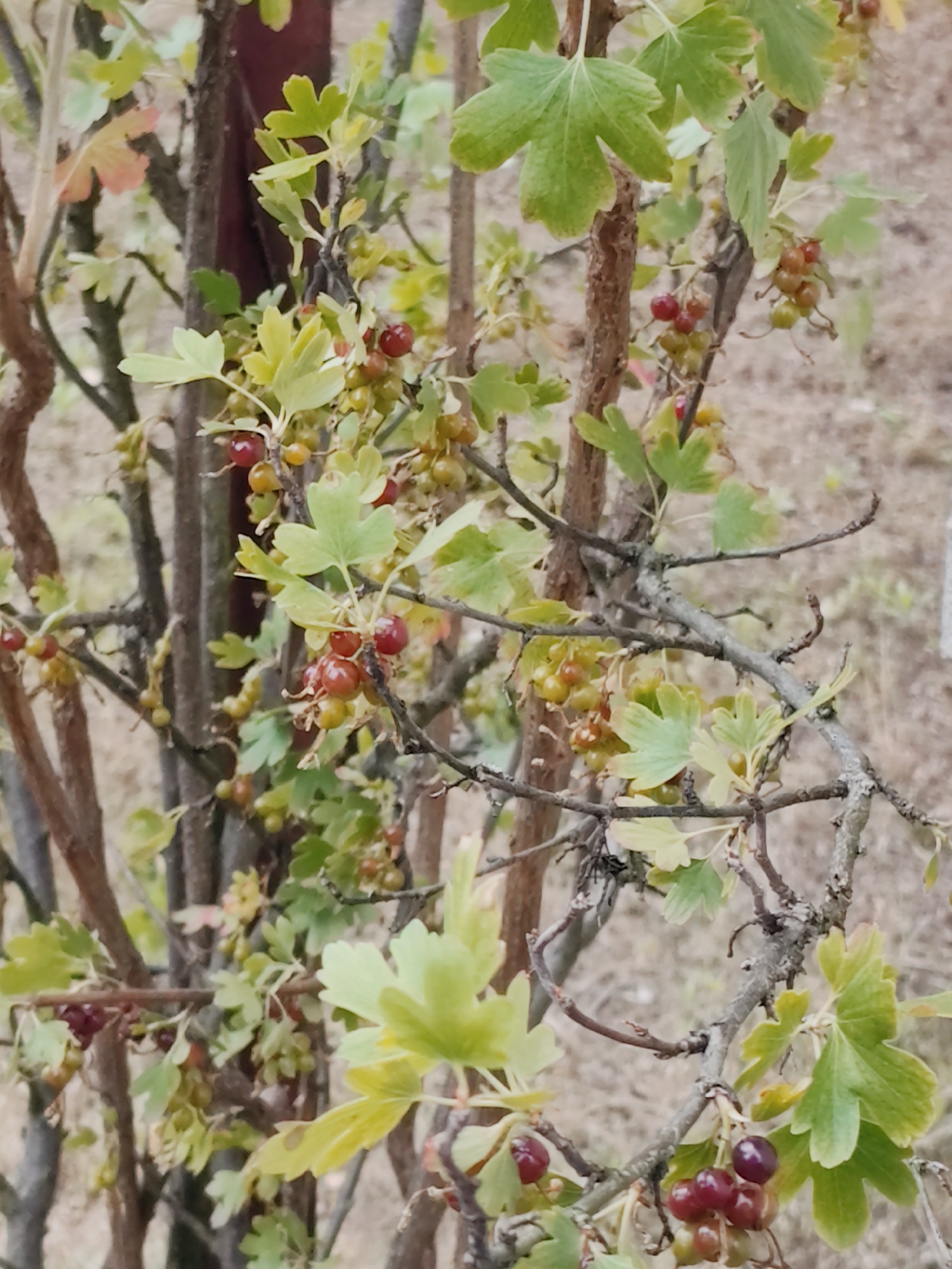 A close-up, slightly out-of-focus, vertical shot captures a bush with clusters of red and green berries and light green leaves. The berries are small and round, some appearing to be unripe green, while others are reddish-purple and ripe. The leaves are lobed and have a slightly serrated edge, typical of a currant or gooseberry bush. Thin, brown branches intertwine, supporting the leaves and fruit. The background is a blurred, earthy brown, suggesting a natural outdoor setting. There are no people visible in the image. The overall impression is of a garden or natural growth, potentially in Przeźmierowo, Poland, given the location context.