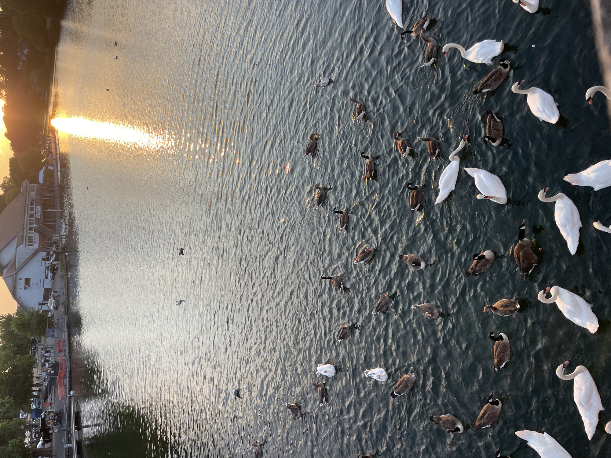 This image depicts a serene sunset scene on the River Kennet in Reading, United Kingdom. The river reflects the warm hues of the setting sun, creating a shimmering pathway of light across the water. A variety of waterfowl, including numerous swans and geese, are scattered across the surface, some swimming gracefully, others resting. In the background, along the riverbank, a building complex, possibly a boathouse or restaurant, is visible, with trees lining the area. The embankment appears to be a public space, with a few cars and people visible near the structures, suggesting a recreational area. The overall atmosphere is peaceful and natural, with the urban elements providing a backdrop to the wildlife.