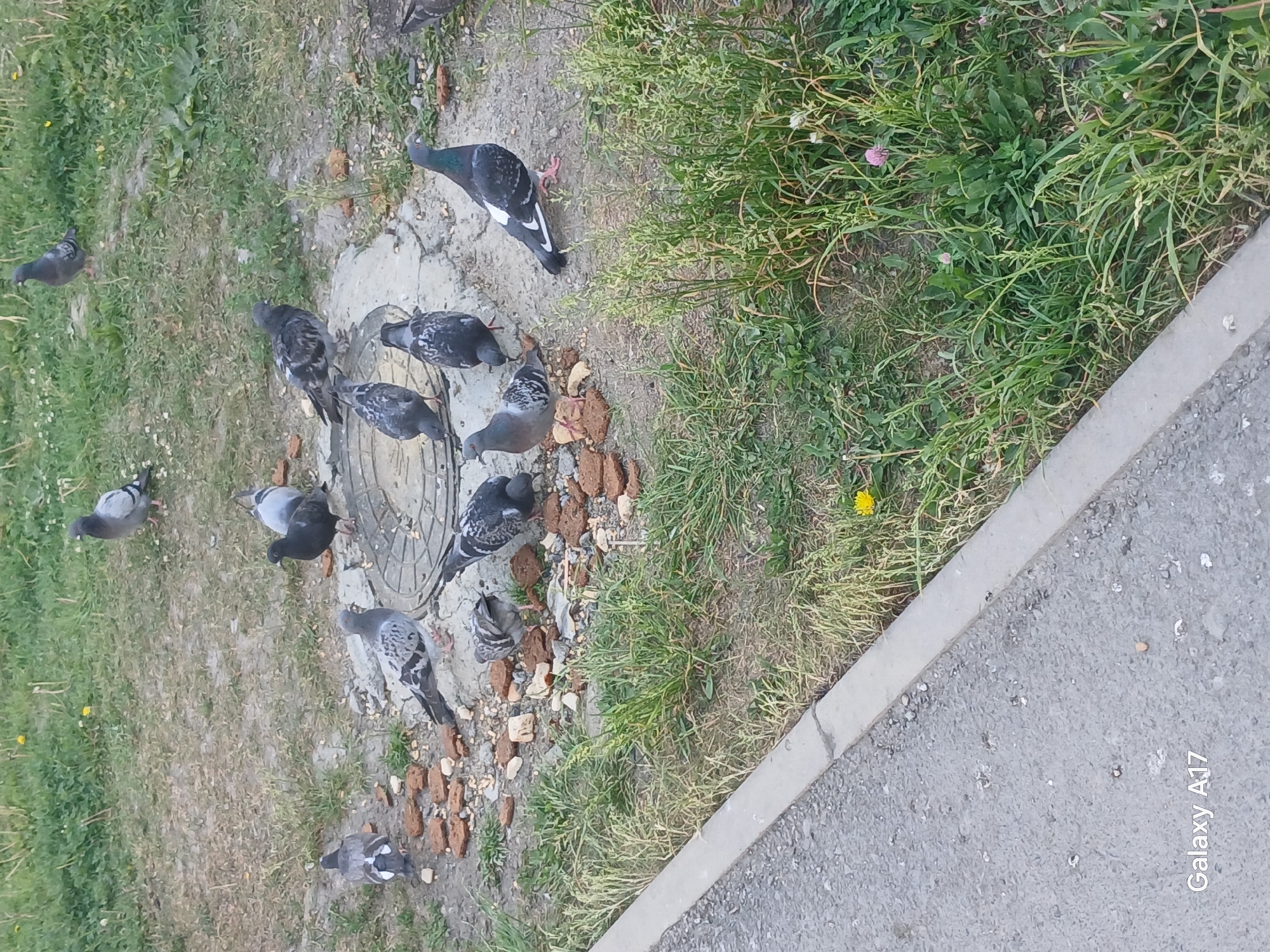 The image shows a group of pigeons gathered around a manhole cover in an urban area. The cover is surrounded by grass and some scattered debris, including what appears to be broken pieces of brick. A concrete sidewalk is visible in the lower right corner of the image. The bottom right of the image has the words "Galaxy A17." The image was taken in Yekaterinburg, Russia.