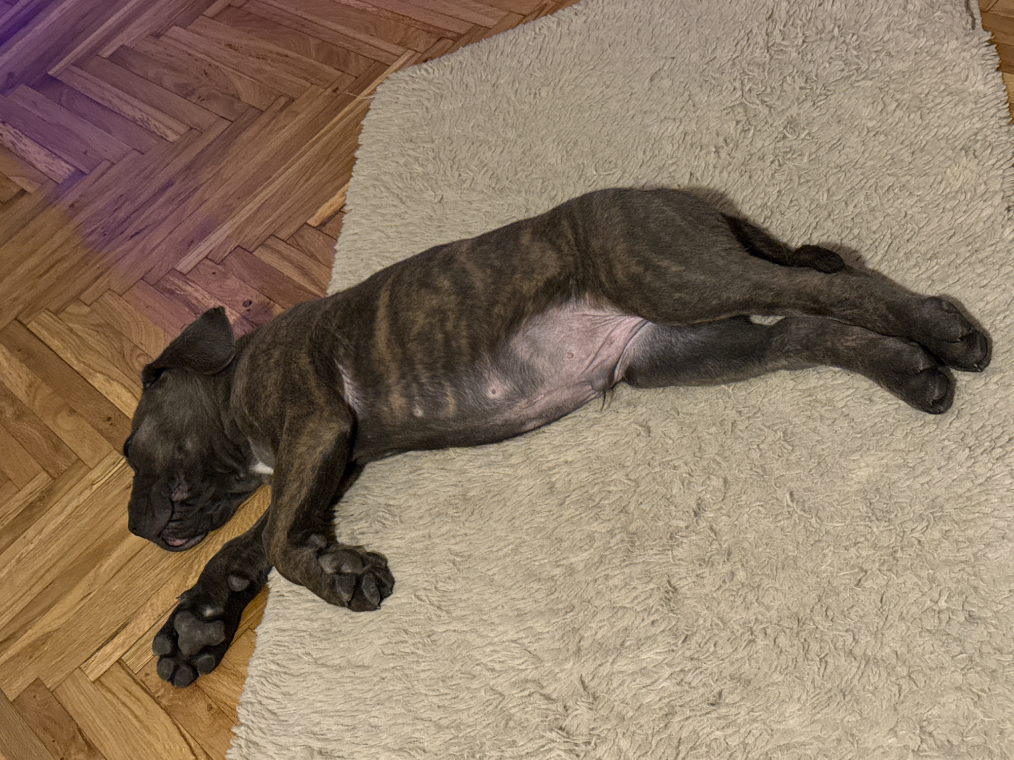 An all-seeing eye perspective shot shows a brindle-colored puppy sleeping on a light beige shag rug. The rug is positioned on a parquet floor in a herringbone pattern. The puppy's body is stretched out on its side, facing left. Its head is resting on its paws, with its eyes closed and its tongue slightly visible. The puppy's fur is dark brown with lighter brown stripes. Its belly is exposed, revealing light pink skin. The floor is made of polished wooden planks, and a faint purple light is visible in the upper left corner of the image, casting a slight glow on the floor. The scene is indoors, likely in a residential setting, and no specific location in Apatin Municipality, Serbia can be identified from the image.