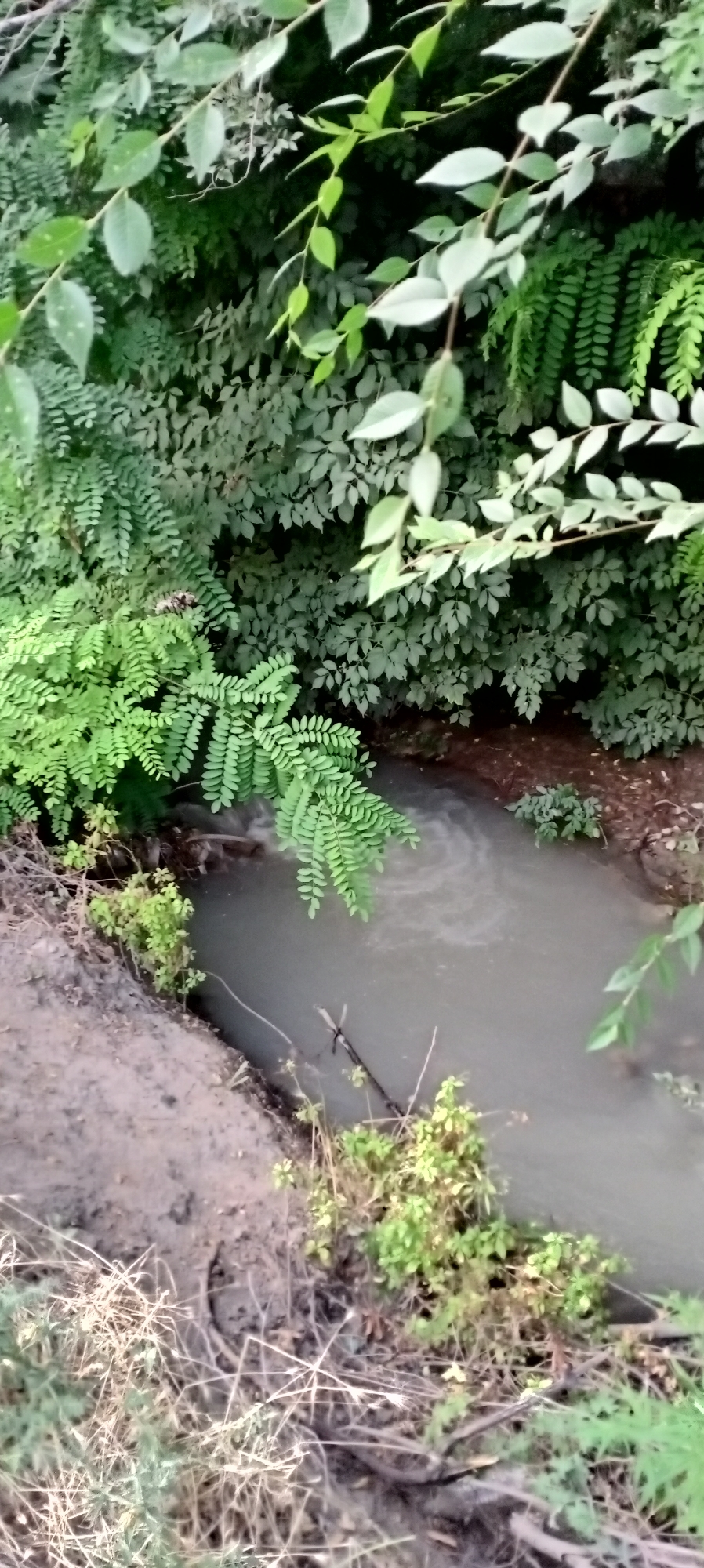 The image captures a narrow, muddy stream flowing through dense foliage in Sokuluk, Kyrgyzstan. The water appears murky and calm, with a slight swirl near the center, suggesting a gentle current. The banks of the stream are uneven and muddy, with some sparse vegetation growing along the edges. Overhead, branches and leaves of various trees and plants create a canopy, casting shadows on the scene. The overall impression is one of a natural, somewhat overgrown, and possibly neglected area within the city.