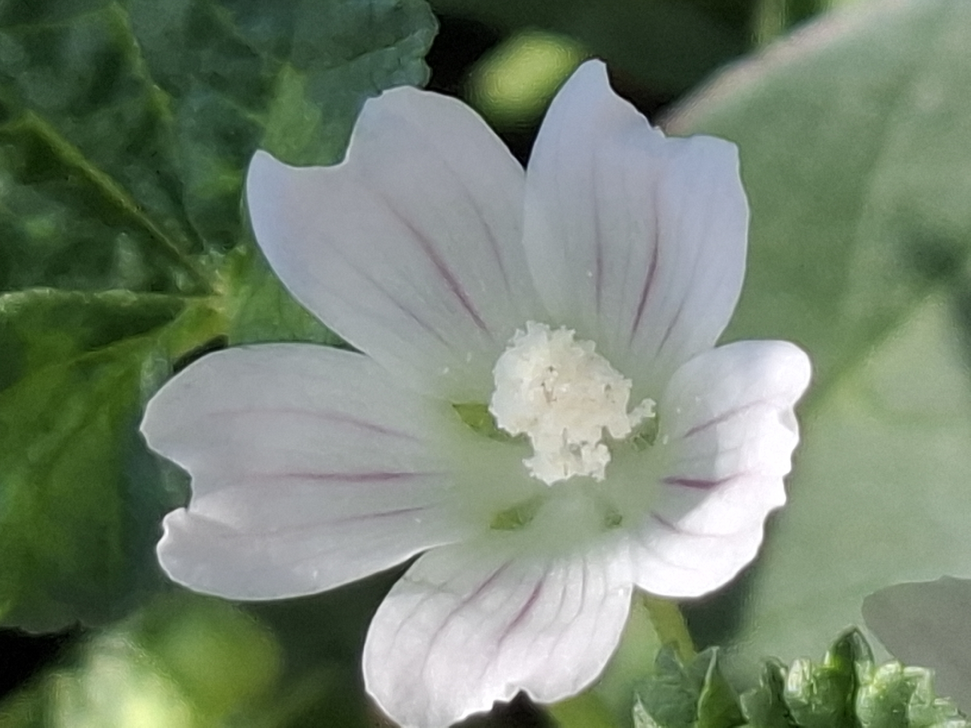 The image is a close-up, macro shot of a white flower with delicate purple veins. The flower has five petals, with the upper petals slightly curled and notched at the edges. The center of the flower features a cluster of pale yellow stamens. The background is a soft blur of green foliage, indicating an outdoor setting. The lighting suggests it is daytime, possibly with dappled sunlight. There is no indication of the city of Almaty, Kazakhstan, or any specific urban environment within the image.