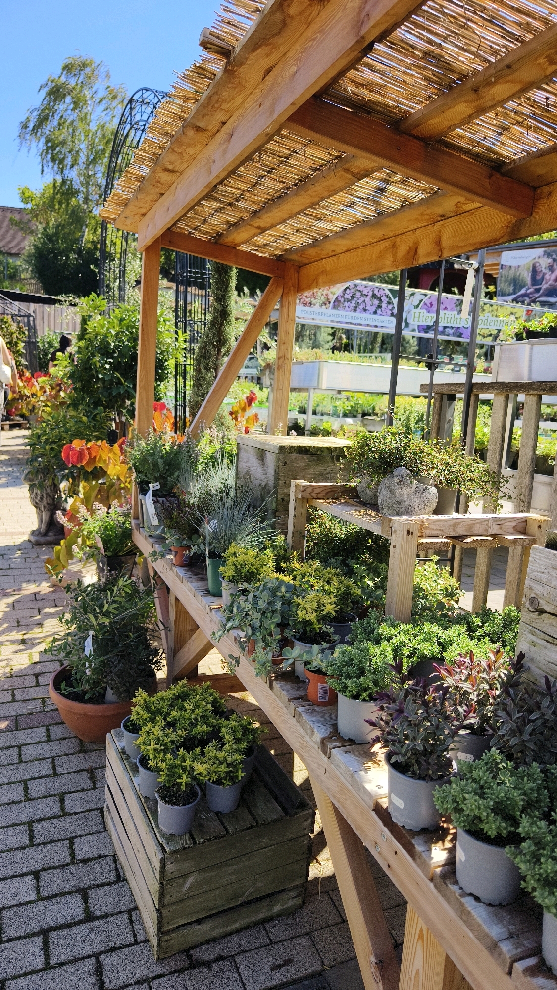 An outdoor plant nursery stall in Langenlois, Austria, displays a variety of potted plants under a wooden pergola with a reed roof. The stall features multiple wooden shelves laden with greenery, including small shrubs, flowering plants, and succulents. Some plants are in terracotta pots, while others are in gray plastic containers. A rustic wooden crate sits on the brick-paved ground, holding several small potted yellow-green plants. In the background, more plants and garden structures are visible, along with a sign that appears to advertise plants for rock gardens. The scene is illuminated by bright sunlight, casting shadows on the paving stones. There are no people clearly visible in the image.