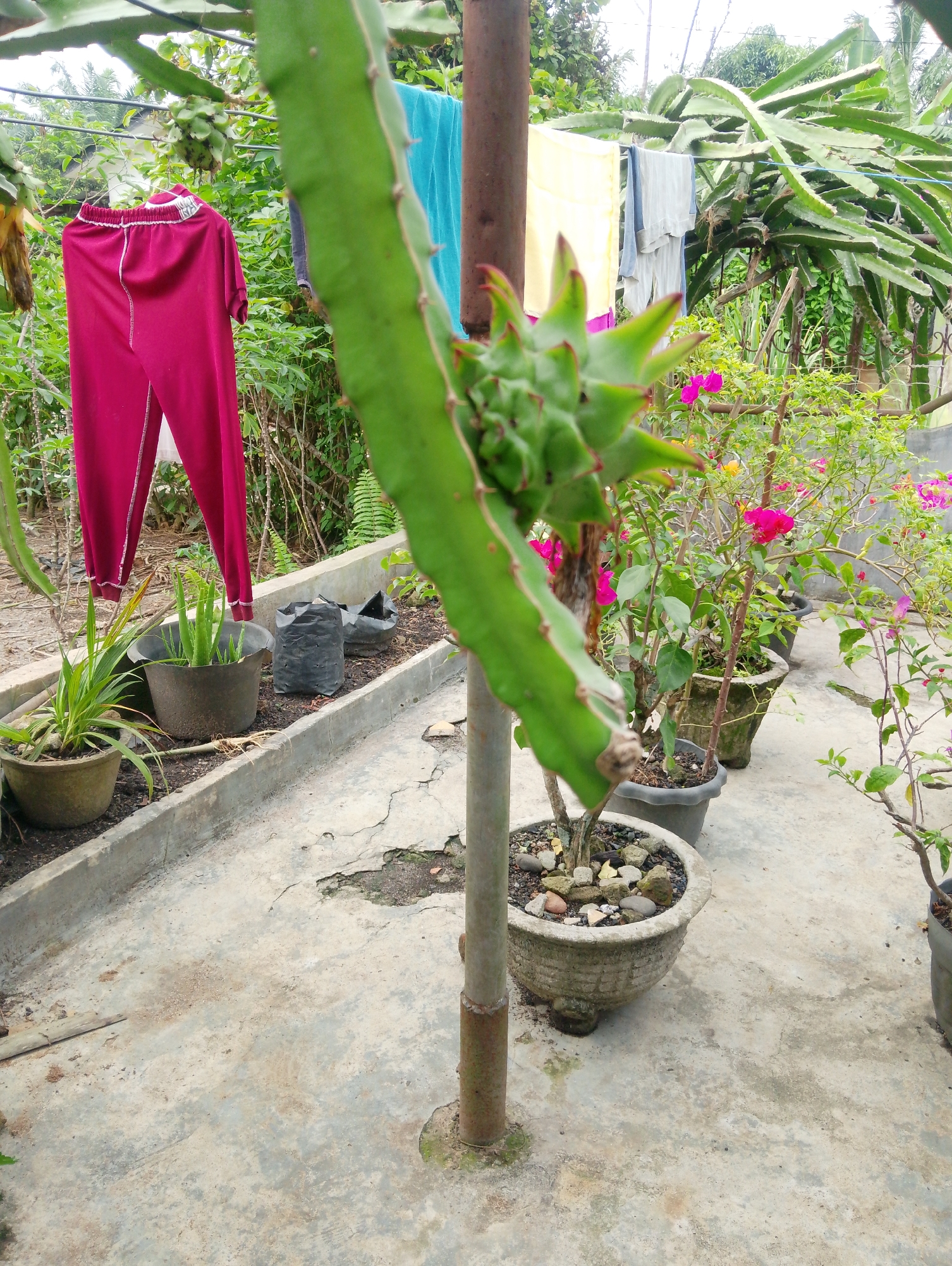 The image depicts an outdoor scene in Naga Jaya 1, Indonesia, likely a backyard or garden area. In the foreground, a large, green, spiky dragon fruit plant stem hangs prominently, partially obscuring the view. To the left, a pair of maroon pants are hung on a clothesline, with other laundry items visible in the background. Several potted plants, including what appears to be aloe vera and flowering plants with bright pink blossoms, are arranged along a concrete border. A metal pole, part of a clothesline structure or support, stands vertically in the center of the image. The ground is a concrete surface with some cracks and debris. The overall impression is of a domestic, outdoor space where laundry is being dried and plants are being cultivated.