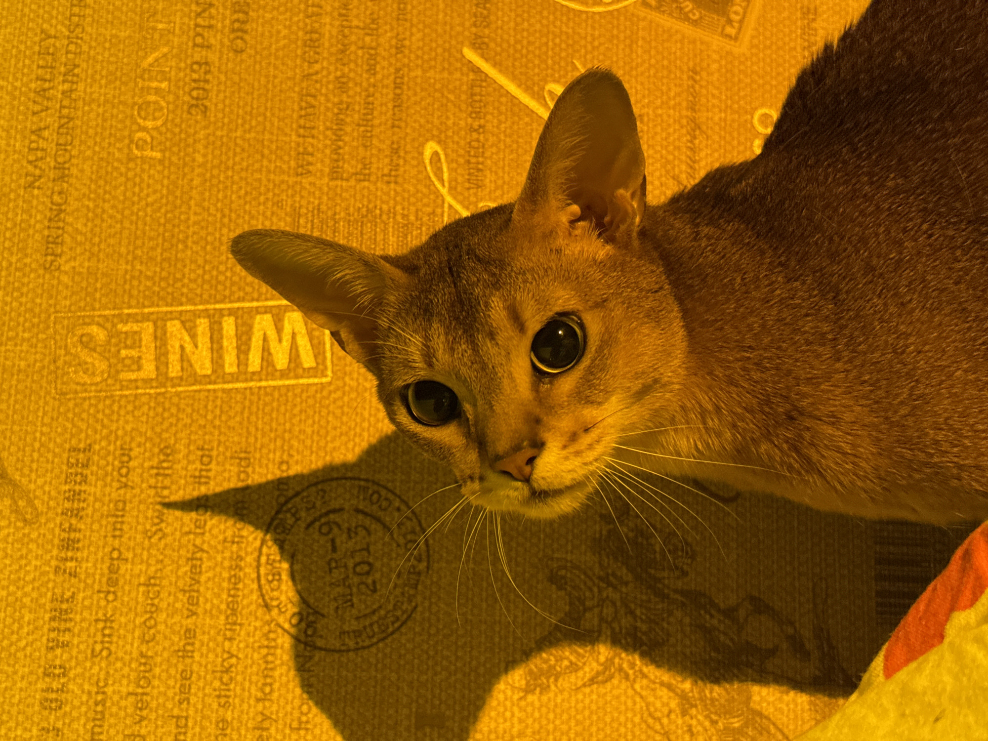The image depicts a light brown cat with large, round eyes, resting on a yellow surface with text and graphics related to wine, including phrases like "NAPA VALLEY," "SPRING MOUNTAIN DISTE," "WINES," and a date "MAR-9 2013." A stamp-like graphic is visible. The lighting appears to be artificial, casting shadows of the cat and the graphics. No people are visible in the image. The location in Chaikovsky, Russia, is not evident from the provided image.