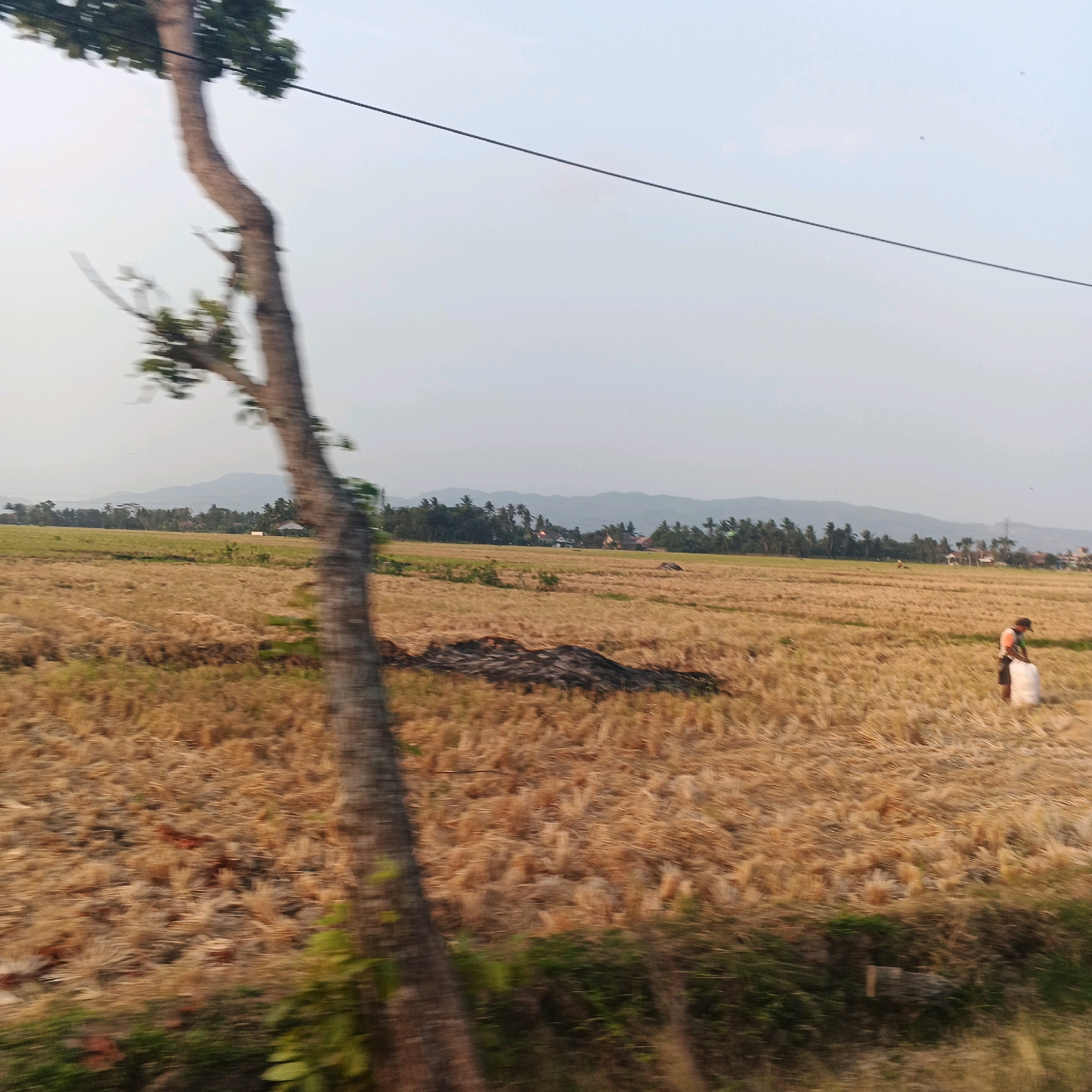 The image depicts a rural landscape in Gentasari, Indonesia, likely a rice paddy field after harvest. In the foreground, a prominent tree trunk with blurred green foliage runs vertically along the left side of the frame. The field itself is covered in dry, golden-brown stubble, suggesting recent harvesting. A patch of dark, burnt material is visible in the mid-ground. Further in the distance, a figure is seen working in the field, carrying a white bag. A line of trees and distant hills form the backdrop under a hazy, light-colored sky. A power line stretches horizontally across the upper portion of the image.