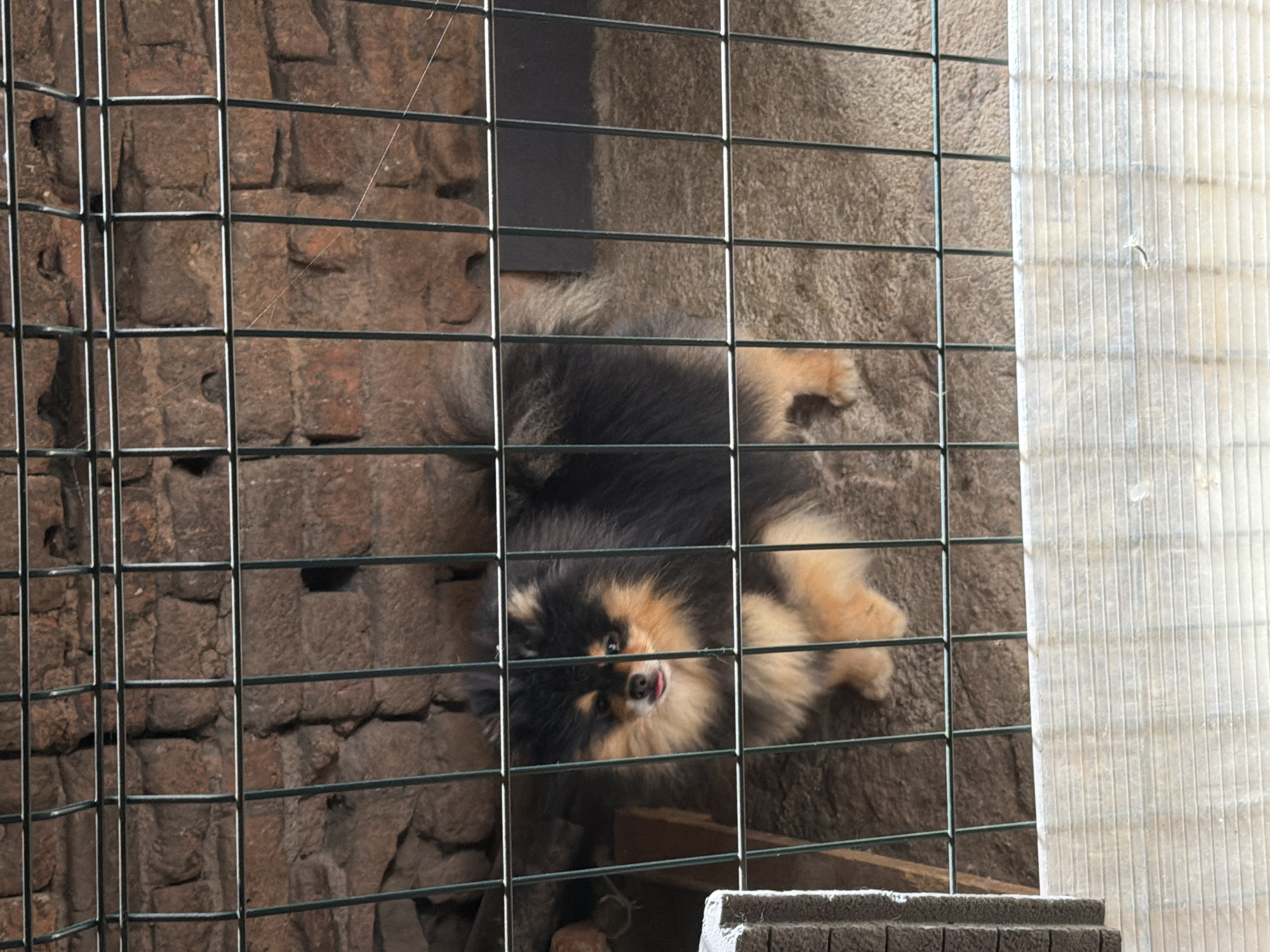 The image shows a black and tan Pomeranian dog behind a wire fence. The dog is lying down, facing the camera, and sticking its tongue out slightly. The background consists of a stone wall on the left, a neutral-toned wall in the center, and a translucent, ribbed material on the right. The dog is in what appears to be a cage or enclosure. The location is Panagyurishte, Bulgaria.