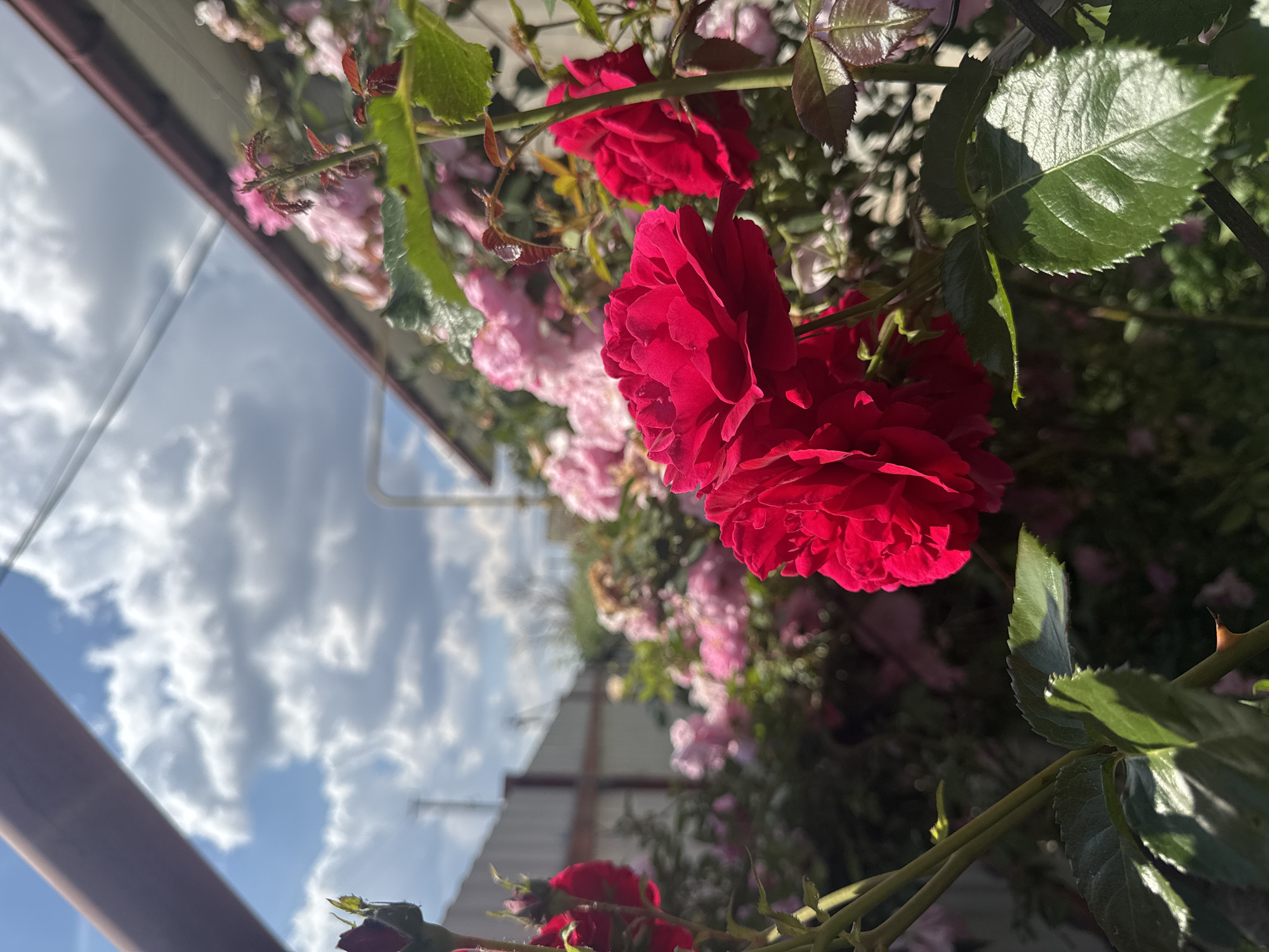 This is a close-up, low-angle outdoor shot of a rose bush on a sunny day. The foreground is dominated by two vibrant red roses and some lush green leaves, with thorns visible on a stem. In the background, a fence and the side of a building are visible, partially obscured by a profusion of pink roses. The sky above is a bright blue with scattered white, fluffy clouds. The overall impression is one of a sun-drenched garden. The image does not contain people or any indications of a specific city or location within it.