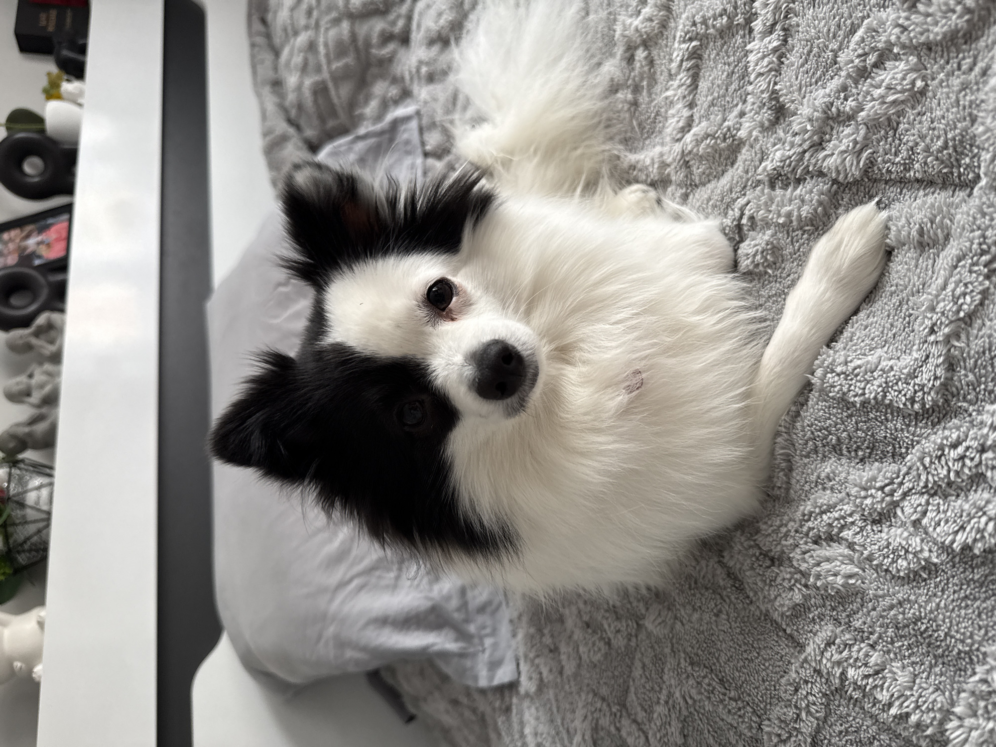A small black and white Papillon dog lies on its back on a gray blanket. The dog's head is tilted up toward the camera. The background shows a partial view of a white cabinet or wall with decorative objects. The location in the city of Stara Zagora, Bulgaria is unknown and can not be determined based on the available information.
