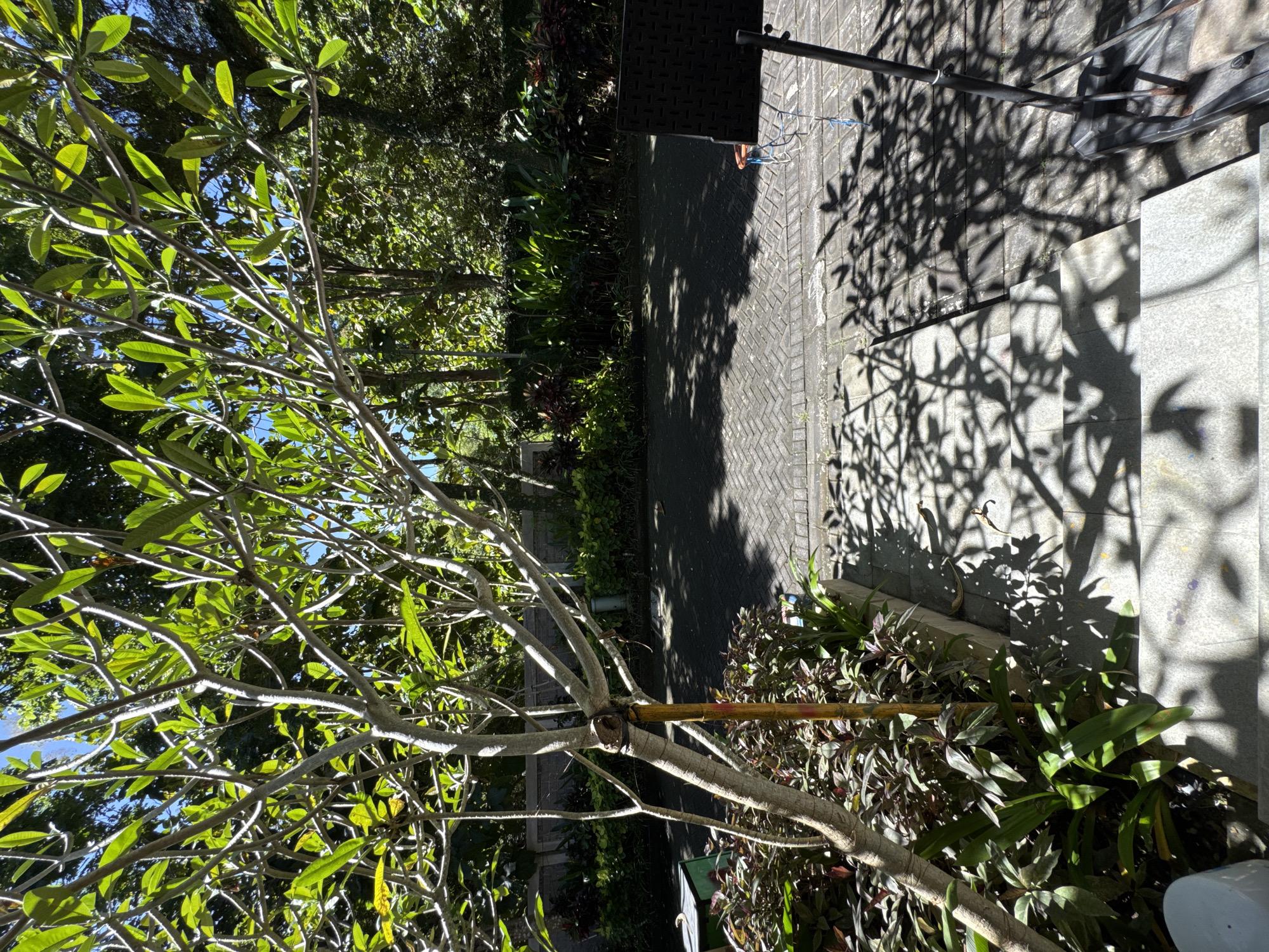 The image shows a partially obscured view of what appears to be an outdoor patio area in Kuta Selatan, Indonesia. A plumeria tree with predominantly green leaves dominates the left side of the image. The tree's trunk is light grey, and it appears to be supported by a bamboo stake that is attached to the trunk using binding material.
To the right of the tree, there is a paved area with a herringbone pattern. Shadows from surrounding foliage cover the pavement. A black, possibly metal, structure with a support pole is visible at the edge of the patio. Behind the patio, there appears to be a lush garden with various plants and trees.
On the lower right, there are stone steps leading up to the patio. Plants surround the base of the steps. The image shows a typical tropical outdoor setting with shadows and sunlight interplay.