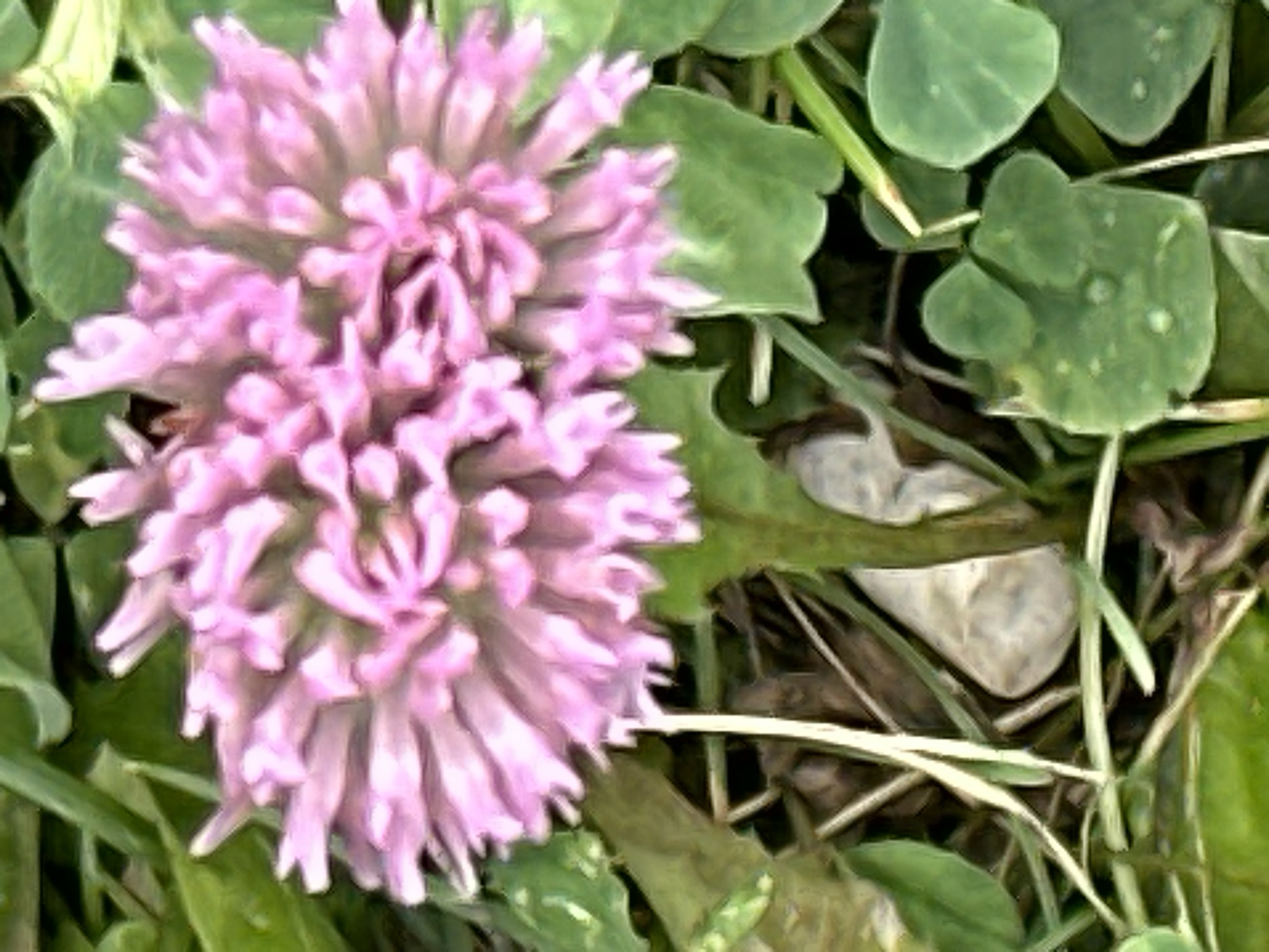 A close-up, slightly out-of-focus shot captures a cluster of delicate, pale pink flower florets densely packed together to form a spherical bloom. The petals are thin and elongated, fanning outwards from the center. The flower rests amongst a bed of lush green foliage, with some leaves appearing broad and rounded, while others are long and grass-like. The background is a blur of greens and browns, suggesting an outdoor setting with the hint of dry earth and possibly fallen leaves. There are no people or animals visible in the image. The overall impression is of a natural, botanical scene.