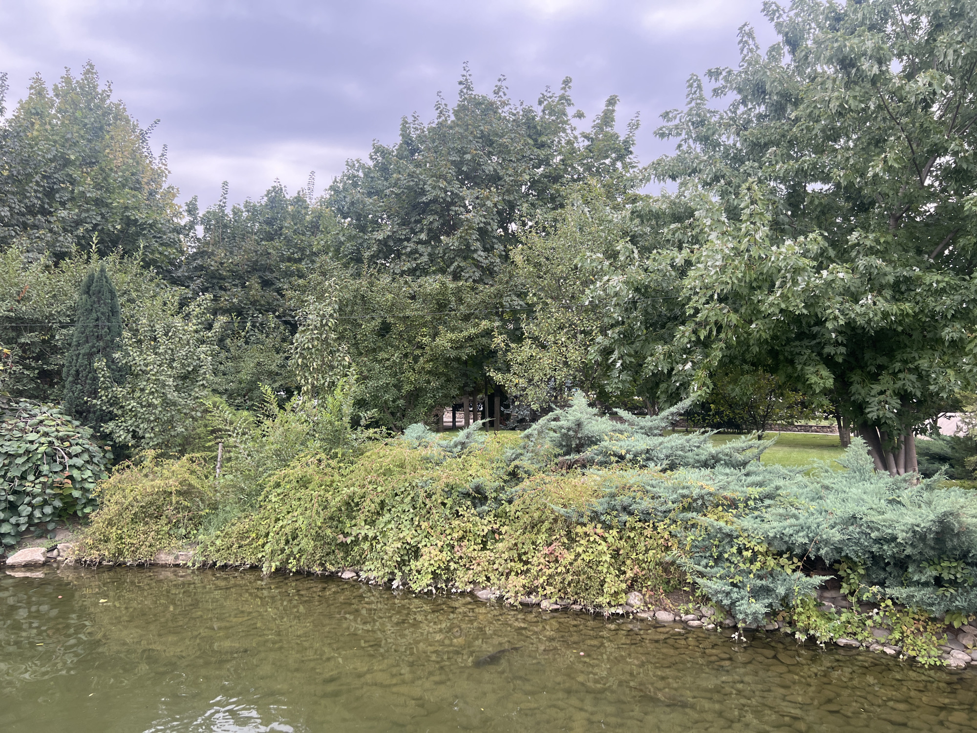 The image depicts a pond in Argun, Russia, bordered by lush vegetation and trees under a cloudy sky. The water is clear, revealing a rocky bottom and a dark-colored fish swimming near the surface. The pond's edge is lined with stones and various plants, including dense green bushes and climbing vines. Behind the pond, a variety of trees and shrubs create a dense natural barrier, with some trees showing autumnal hints of yellow and red foliage. In the background, a glimpse of a wooden structure, possibly a gazebo or a bench area, can be seen amidst the greenery. The overall scene conveys a tranquil, natural setting within the city.