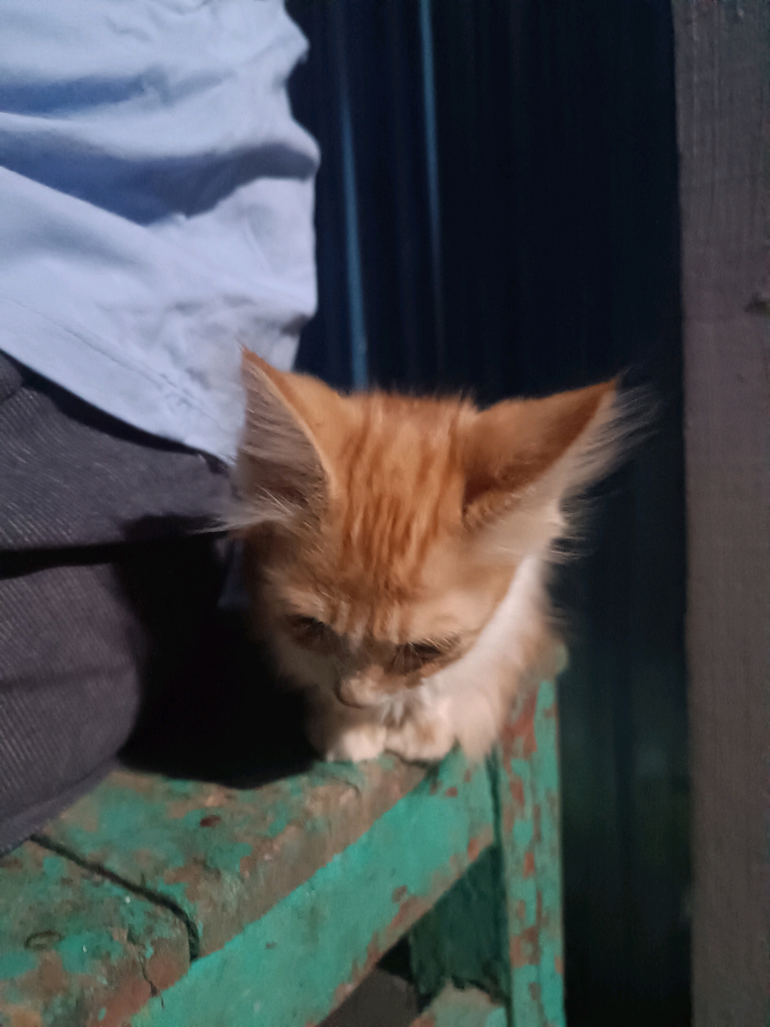 In Vypasne, Ukraine, a ginger kitten is perched on a weathered, green wooden surface. The kitten is looking downwards with its ears perked. The background is dark, with a hint of blue fabric visible on the left side of the image. The scene appears to be indoors or in a sheltered outdoor area.