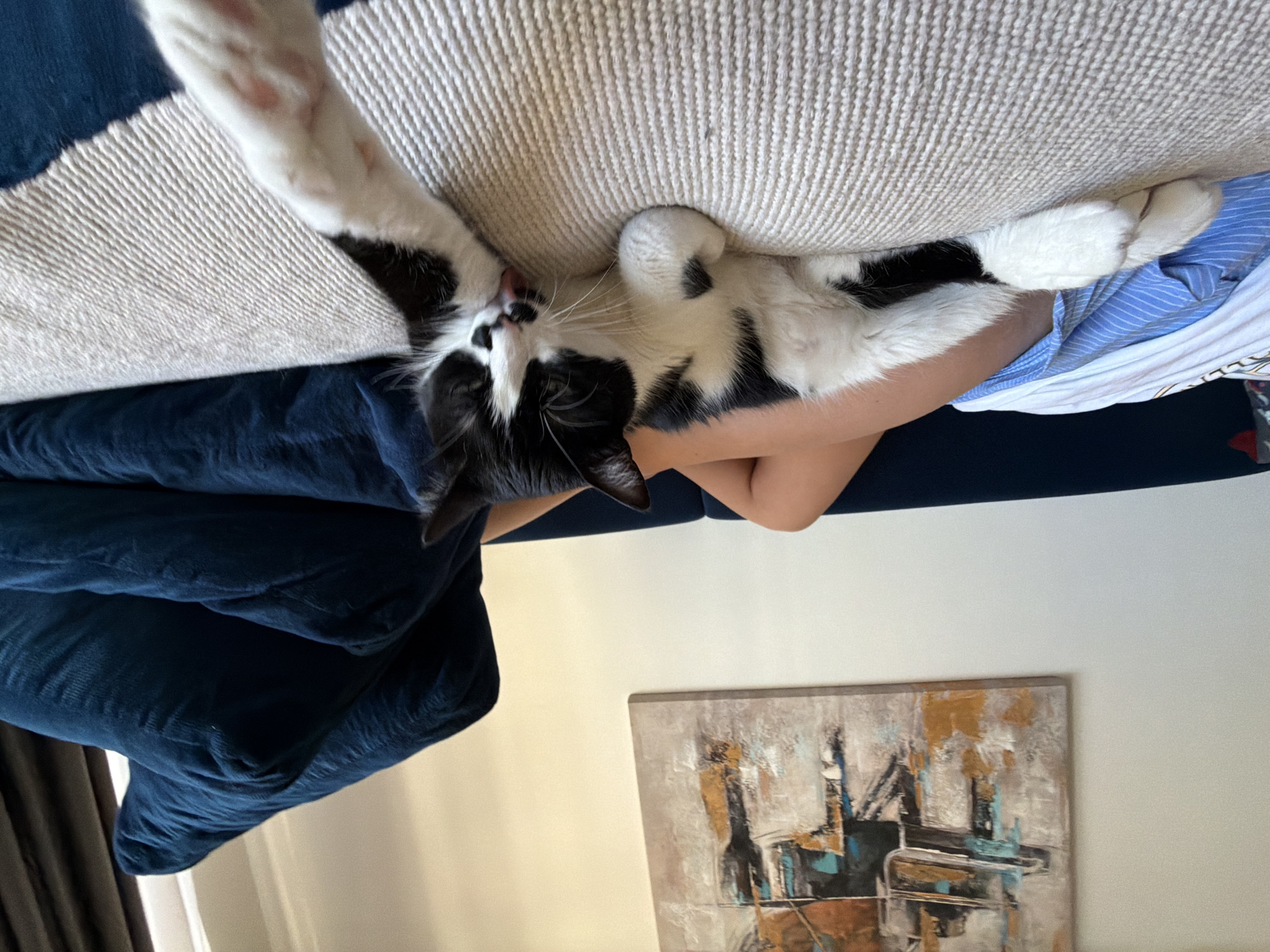 An indoor scene depicts a black and white cat lounging on a sofa, grooming its paw. The cat is positioned horizontally across the frame, with its head turned towards the camera and its tongue out as it licks its paw. A person's legs are visible to the left of the cat, partially covered by blue and white striped fabric. Behind the cat and person, a dark blue cushion or blanket is piled up. In the background, a piece of abstract art featuring a piano motif hangs on a light-colored wall. The sofa itself is covered with a textured, light-colored throw. There is no identifiable location in Belgrade, Serbia.