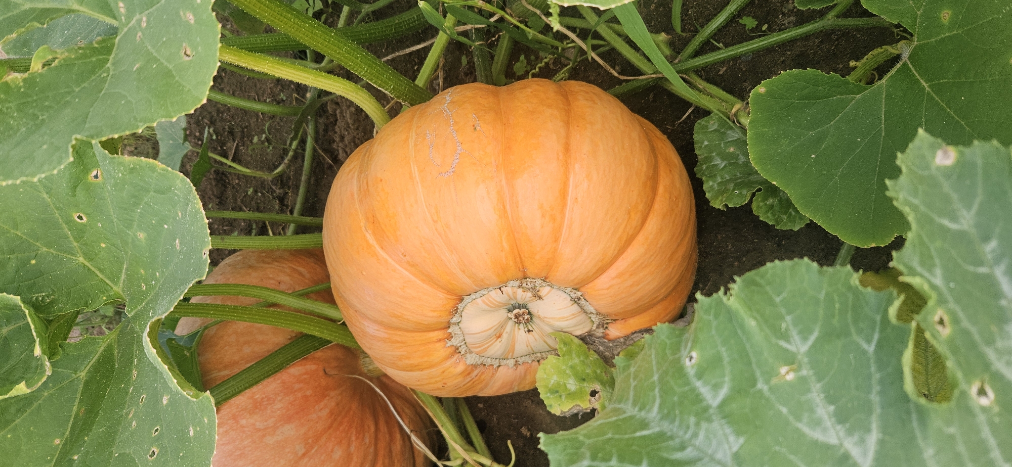 A close-up, overhead shot captures a ripe, orange pumpkin nestled amongst its green leaves and vines on the ground. The pumpkin, in the foreground, is round with prominent ridges. Its stem area displays a distinct swirl of pale orange and white with a central dried blossom. The surrounding foliage is a vibrant green, with some leaves showing signs of minor damage, such as small holes. In the background, another large orange pumpkin is partially visible. The soil is dark and appears slightly uneven. The scene is devoid of any human presence or activity, suggesting a natural growth environment in a rural setting, possibly a garden or field. This imagery is consistent with the agricultural landscape found in the Мазалаўскі сельскі Савет, Belarus, where such crops are cultivated.