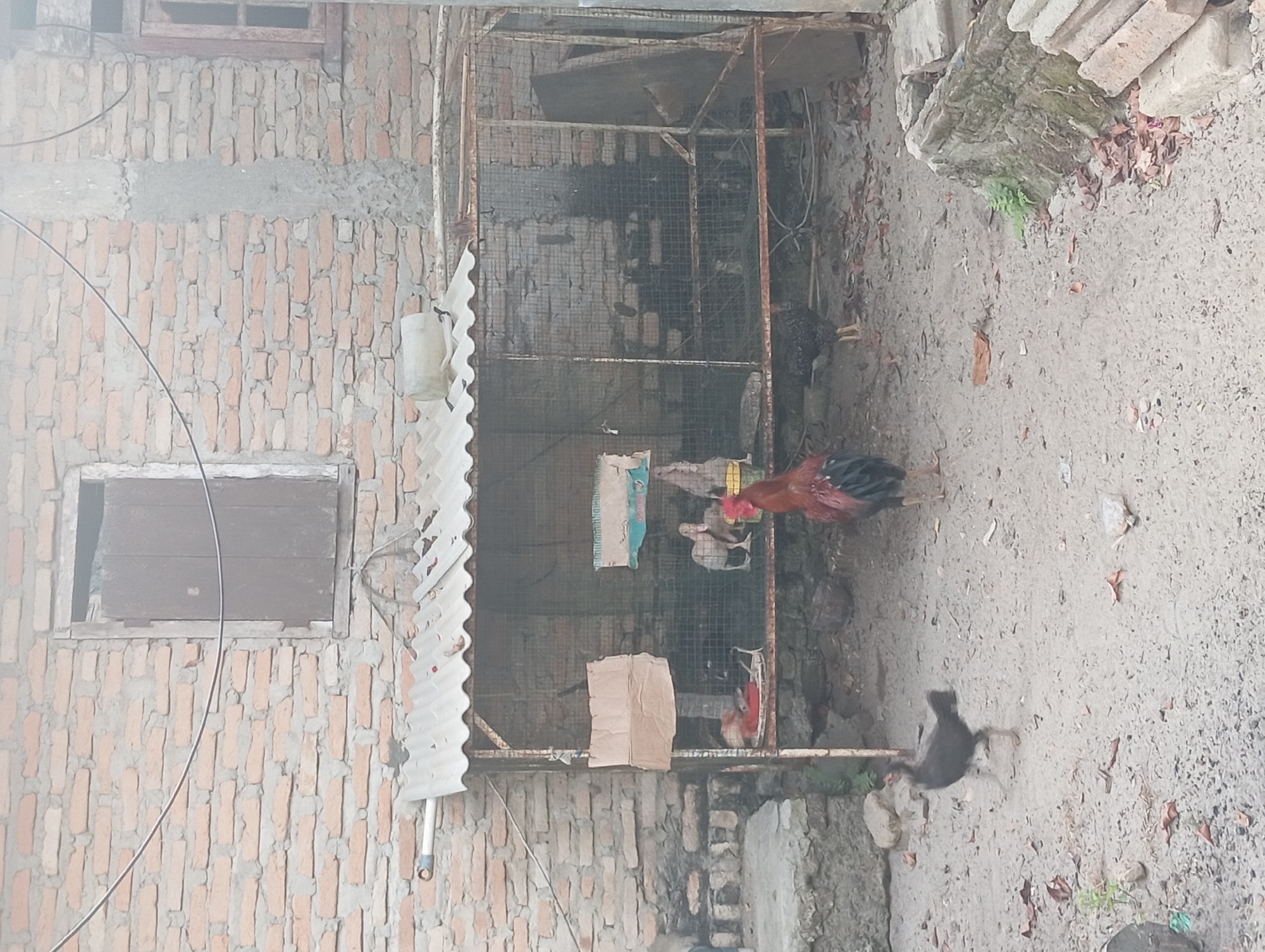 In Dente Teladas, Indonesia, a courtyard scene unfolds with a prominent brick wall as the backdrop. A weathered, corrugated metal roofed enclosure, likely a chicken coop, stands centrally, constructed with a wire mesh. Inside, several chickens are visible, some pecking at food on a red tray. A dominant rooster with red and black plumage stands in front of the coop. To the left, a dark-colored chicken is captured mid-stride, its body slightly blurred by movement. The ground is a mixture of sand, dirt, and scattered dry leaves. The environment appears somewhat unkempt, with exposed bricks and debris around the enclosure. The overall impression is of a rural or semi-urban setting with domestic fowl.
