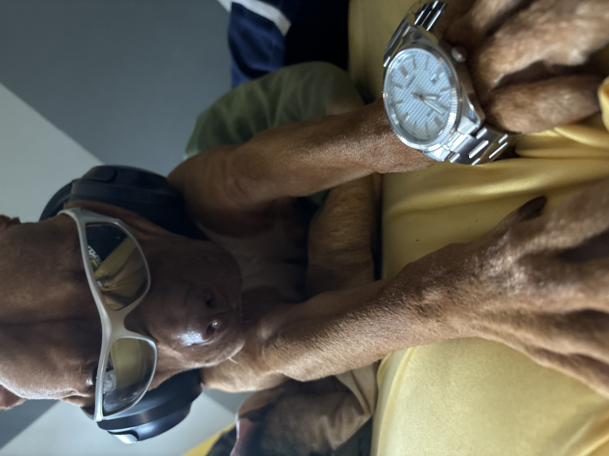 A reddish-brown Vizsla dog wearing sunglasses and headphones lies on a person's chest, whose arm is visible and wearing a silver watch. The person is wearing a yellow shirt. The background is out of focus but appears to be an interior space. There is no information that identifies this image to be in Sofia, Bulgaria.