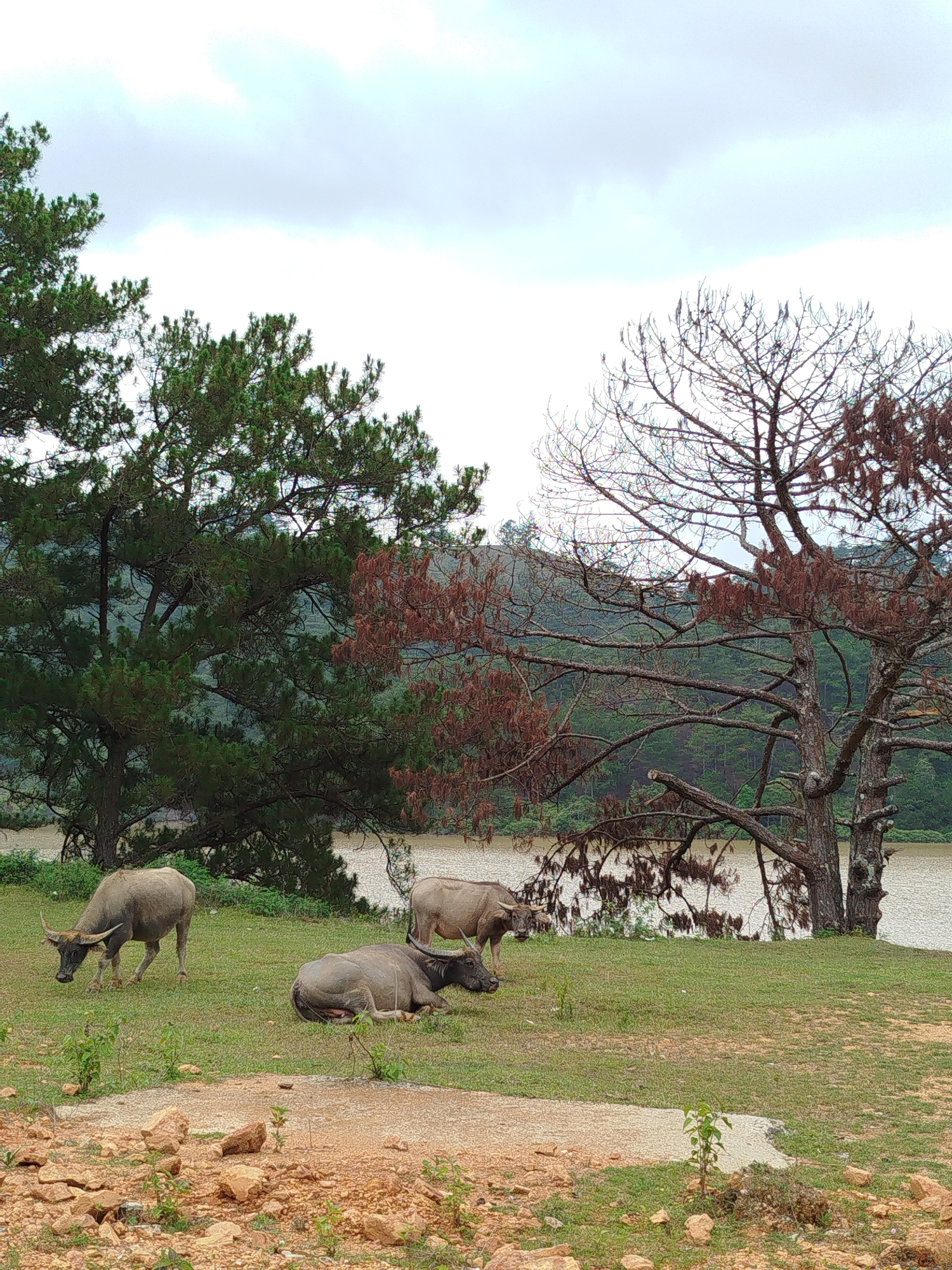 This media file captures a serene, rural landscape, likely in Lang Biang - Da Lat, Vietnam. The scene is dominated by three water buffalo in the middle ground, situated on a grassy bank next to a body of water. One buffalo, on the left, is actively grazing with its head down. Another is lying down and resting in the center foreground, while a third is partially visible on the right, also on the grassy bank.
The background features a body of water, possibly a lake or river, which appears a muddy or turbid brown. Beyond the water, forested hills rise, covered in dense green foliage. Large trees frame the scene; to the left, vibrant green pine trees with dense needles are prominent. To the right, a large, gnarled tree stands mostly bare, with reddish-brown remnants clinging to its branches, contrasting sharply with the green pines.
The foreground consists of a rocky, reddish-brown dirt path or area, leading to the green grass where the buffalo are. The sky above is overcast with light, diffused clouds, indicating daytime with soft, ambient lighting. There is no visible text in the image. The overall atmosphere is peaceful and natural, showcasing livestock in their environment amidst the distinct flora of the region.