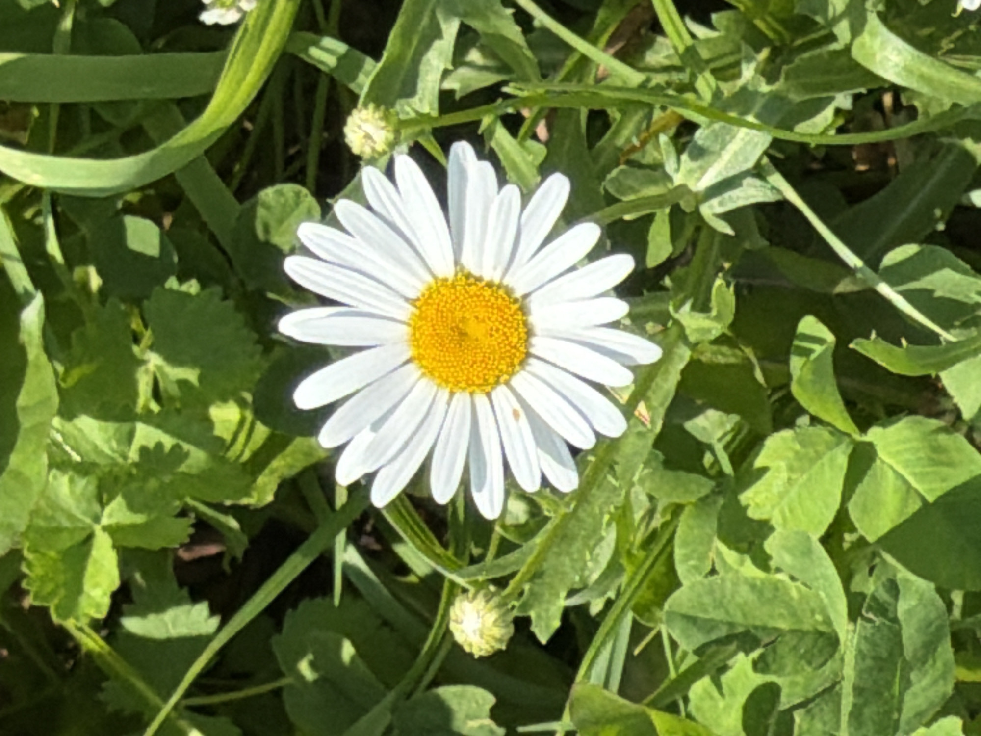 The image shows a close-up, eye-level, full-shot of a single white daisy with a yellow center, positioned slightly left of the frame's center. The daisy is surrounded by lush green foliage, with some of the leaves appearing serrated and others smoother. To the left and right of the daisy, there are two closed daisy buds. The lighting suggests a bright, sunny day, with shadows visible on the leaves. The scene is natural and appears to be an outdoor environment, such as a park or garden. There are no people or animals present in the image. The specific location within Yekaterinburg, Russia, cannot be determined from the visual information provided in the image.