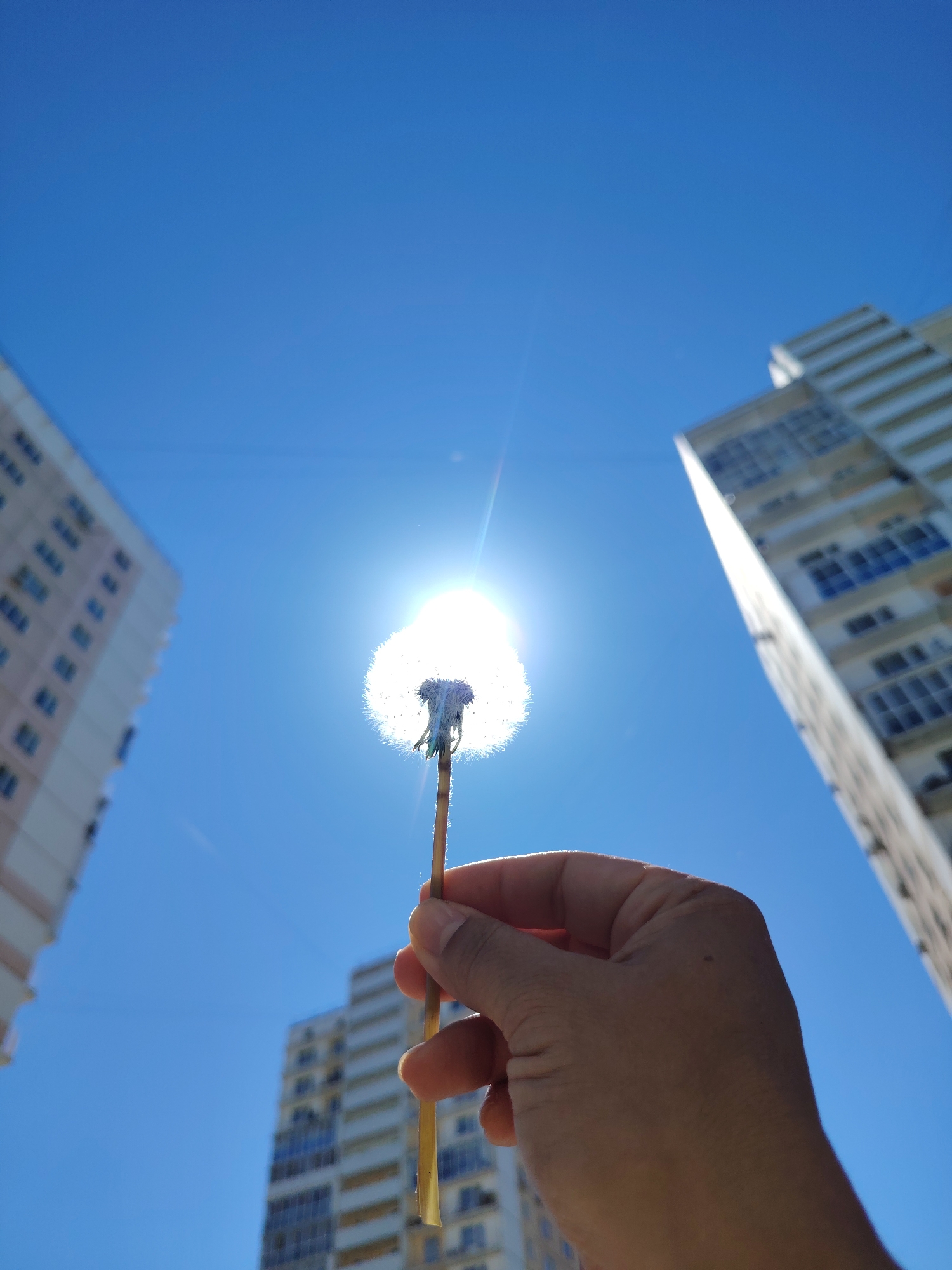 The image captures a close-up, low-angle perspective of a hand holding a mature dandelion seed head against a clear, vibrant blue sky. The scene is set outdoors in what appears to be an urban or suburban environment, suggested by the multi-story residential buildings flanking the central subject.
The primary subject is a human hand, specifically a right hand, holding a dandelion stem with the seed head positioned directly in front of the sun. The sun is intensely bright, creating a strong halo effect around the dandelion and a prominent lens flare emanating from its center, almost completely obscuring the sun's exact shape. The dandelion itself is fully white and fluffy, indicating it's ready to release its seeds. The hand is partially silhouetted against the bright sky, revealing some skin texture and folds.
In the background, two tall buildings frame the scene, one on the left and one on the right. Both appear to be apartment complexes or similar multi-story structures with numerous windows and balconies. The building on the left has a light, possibly beige or pale pink, facade, while the one on the right is predominantly white. A third, taller building is visible further in the background, out of focus. The buildings are blurred, highlighting the sharp focus on the dandelion and the hand.
The activity taking place is simply holding the dandelion aloft, likely for observation or in preparation for blowing its seeds. The time of day is bright daylight, suggested by the high sun and clear sky, possibly midday or early afternoon. The weather is sunny and cloudless. There is no visible text in the image. The overall mood conveyed might be one of simple pleasure, connection with nature in an urban setting, or a moment of contemplation.