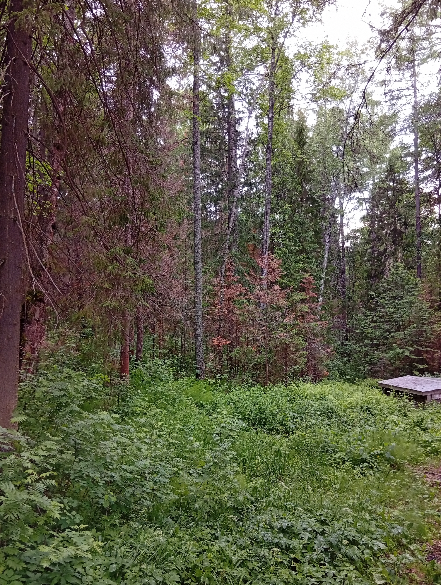 The image depicts a dense, mixed forest with a high canopy of evergreen and deciduous trees. The undergrowth is lush with various shades of green foliage, including ferns and other leafy plants. Several trees in the mid-ground appear to be dead or dying, displaying reddish-brown needles. In the lower right corner, a simple, flat wooden structure, possibly a platform or bench, is partially visible amongst the vegetation. The overall impression is of a natural, somewhat wild, and untamed forest environment. The provided location, Novoilinsky, Russia, suggests a rural or wilderness setting.